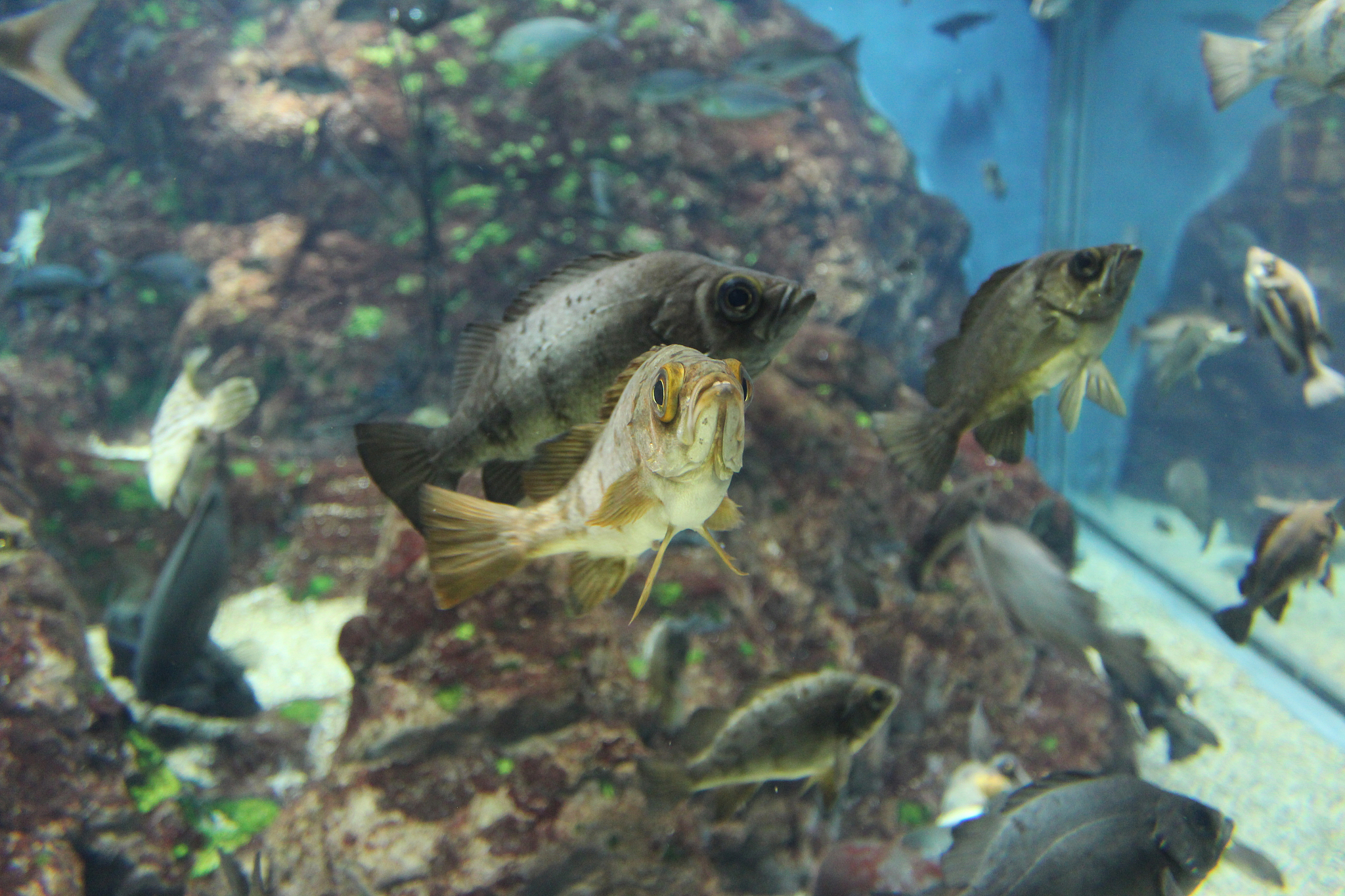 fish in the osaka aquarium kaiyukan, japan