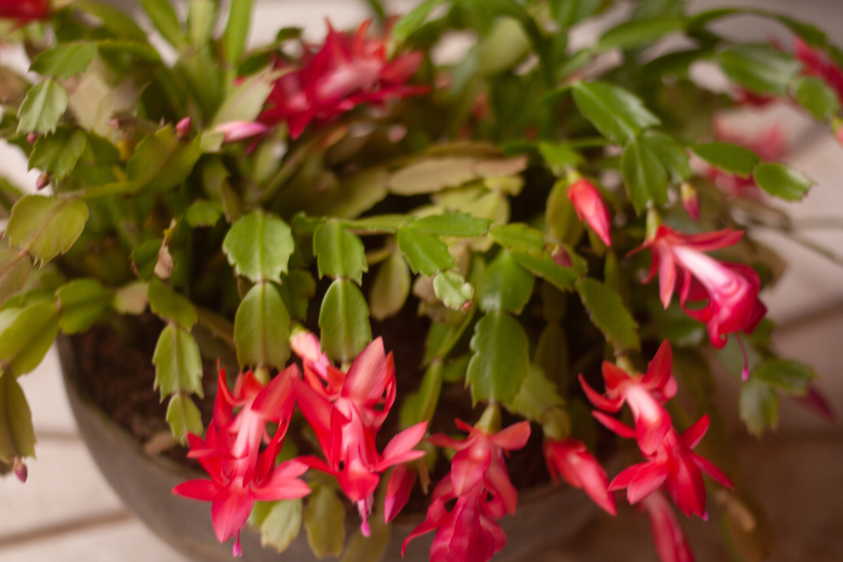 蟹爪兰几年不开花？可能是这5个原因！