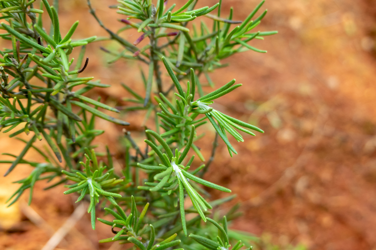 草麻黄的开发利用