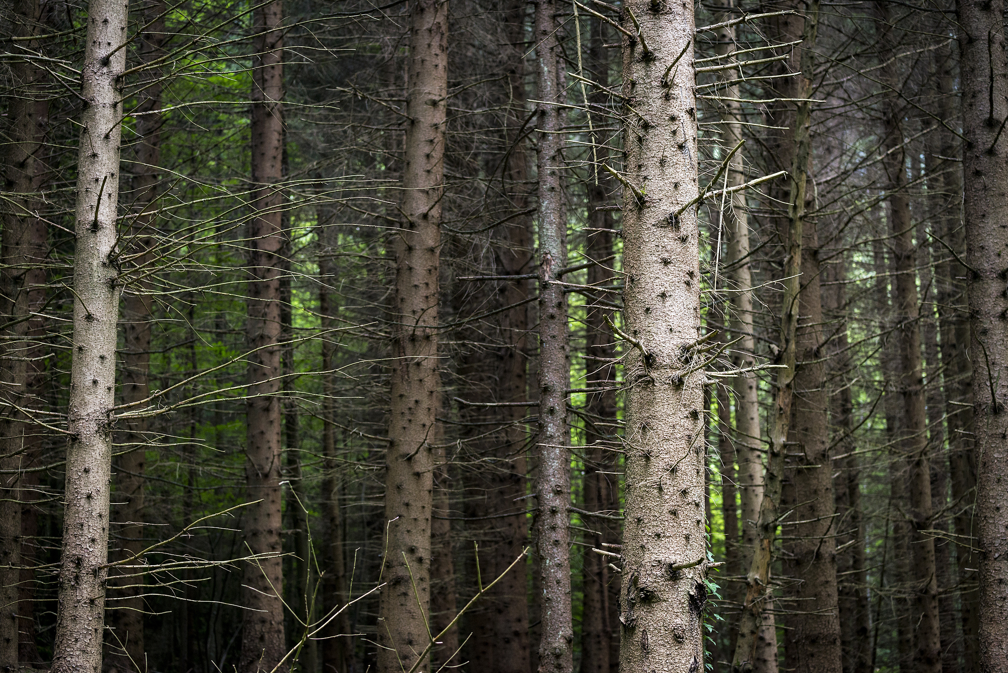 into the forest