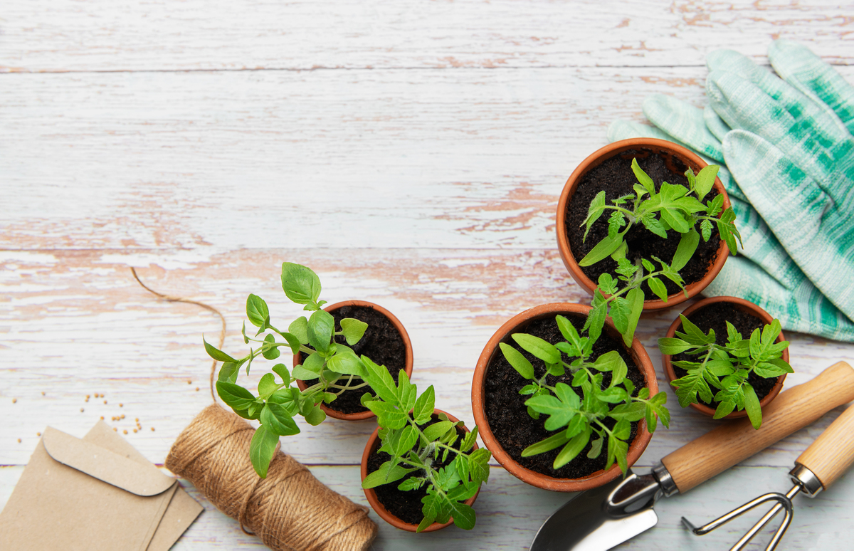 植物的好处：净化空气、提供食物、美化环境，人类生活不可或缺