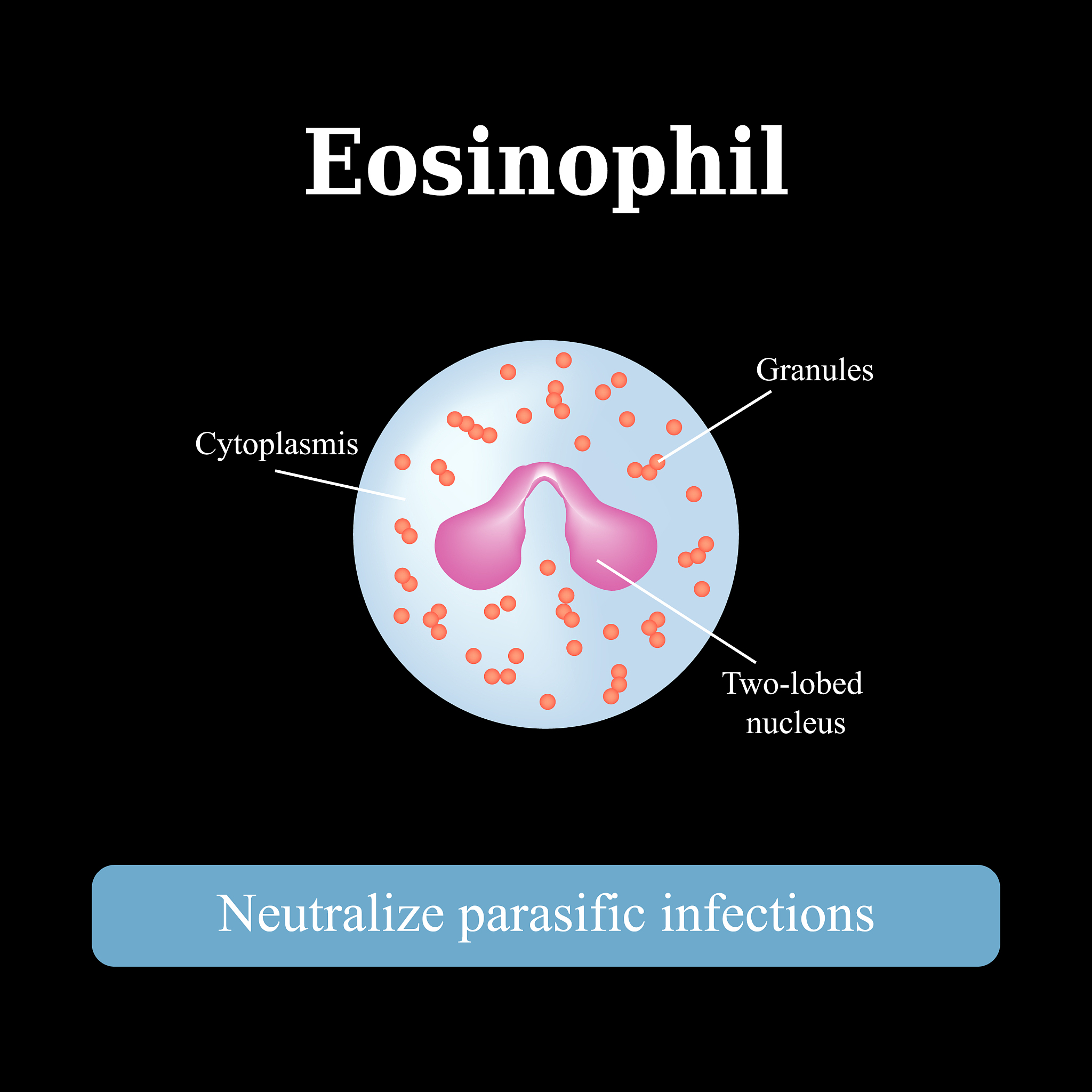 General Adaptation Syndrome: Resistance Phase Explained