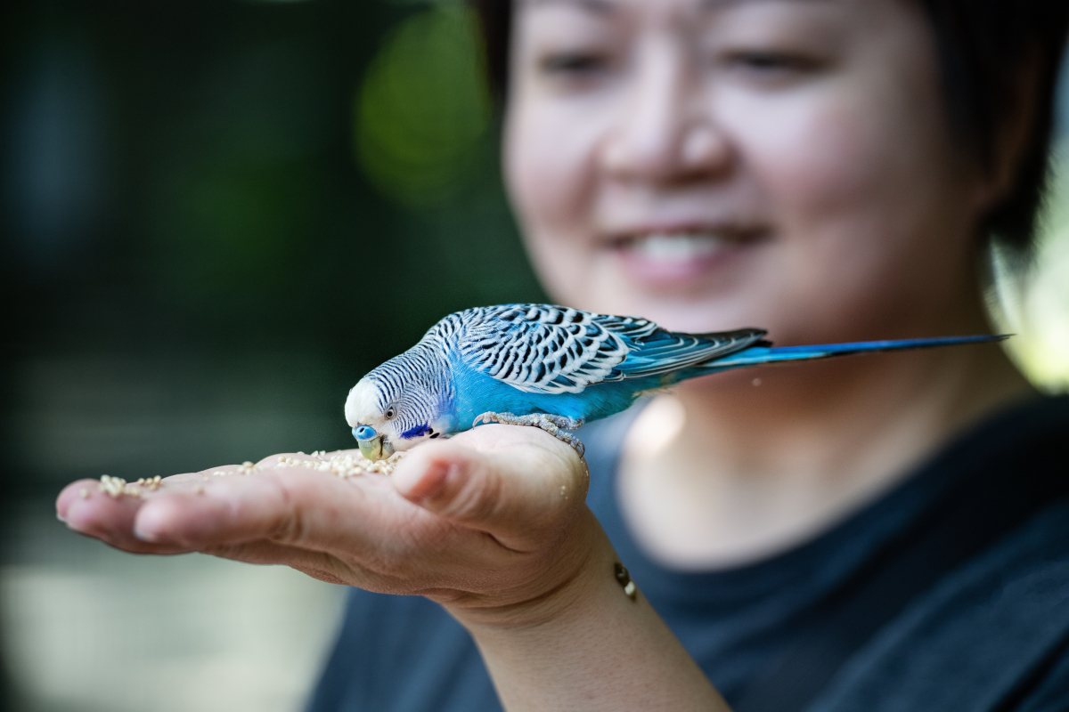 虎皮鹦鹉生病了怎么办