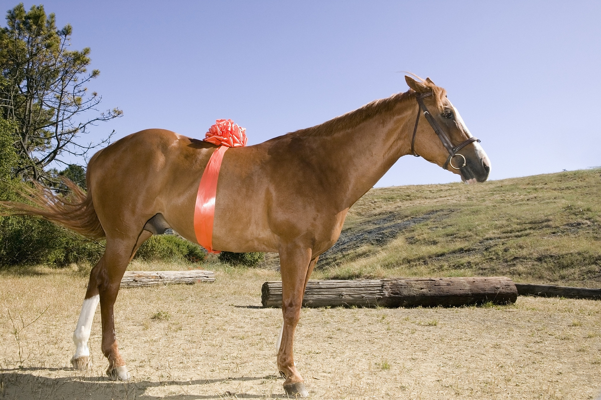 horse wearing bright orange bow around mid section, side view