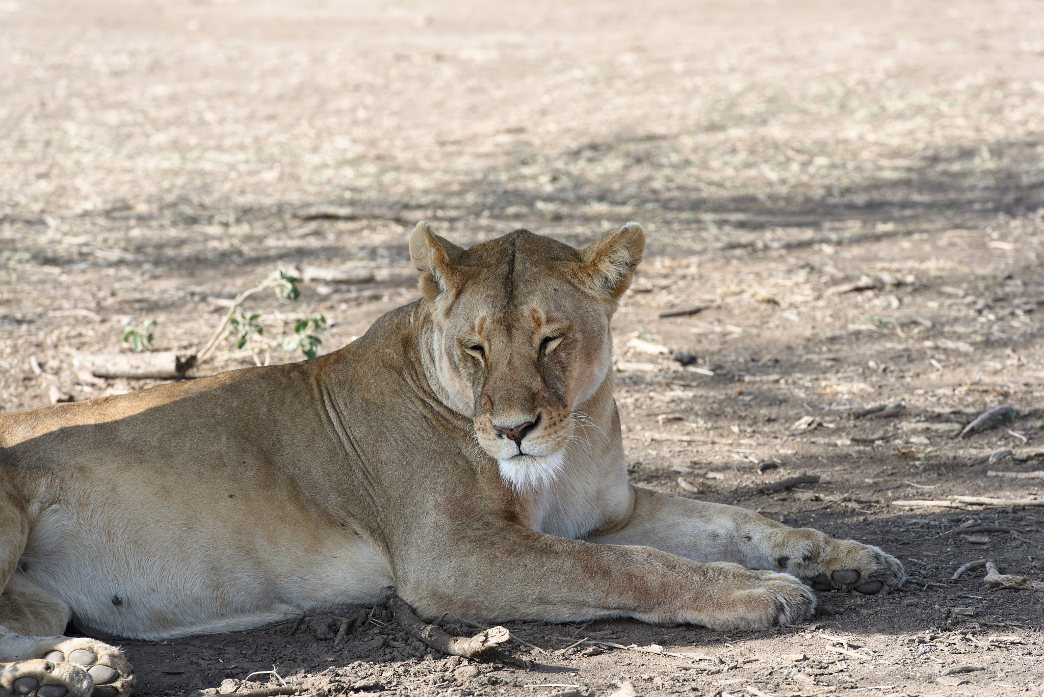 herd of lionesses with their cubs resting after a hard night of 