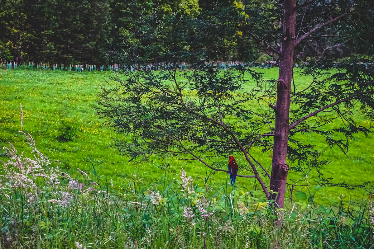 雨中树林的奇妙之旅 - 小学作文