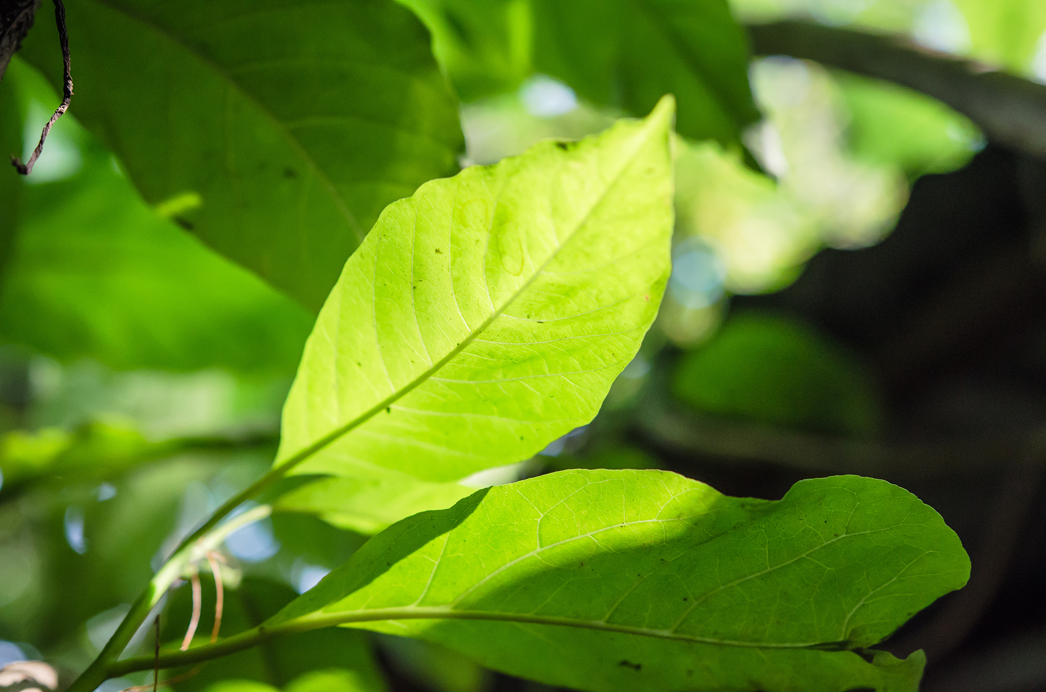the beauty of details on the leaves.
