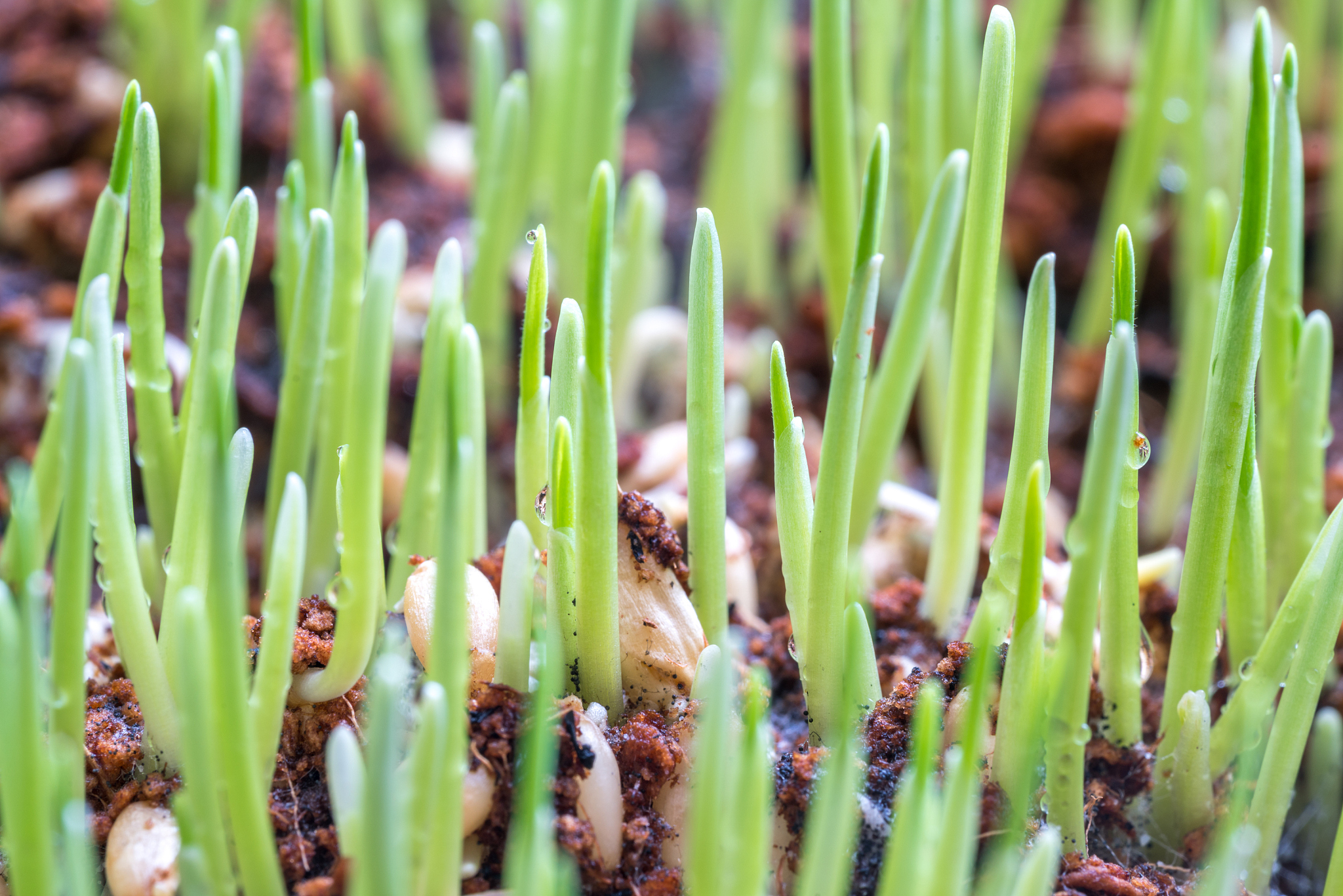 close-up of plants growing in mud