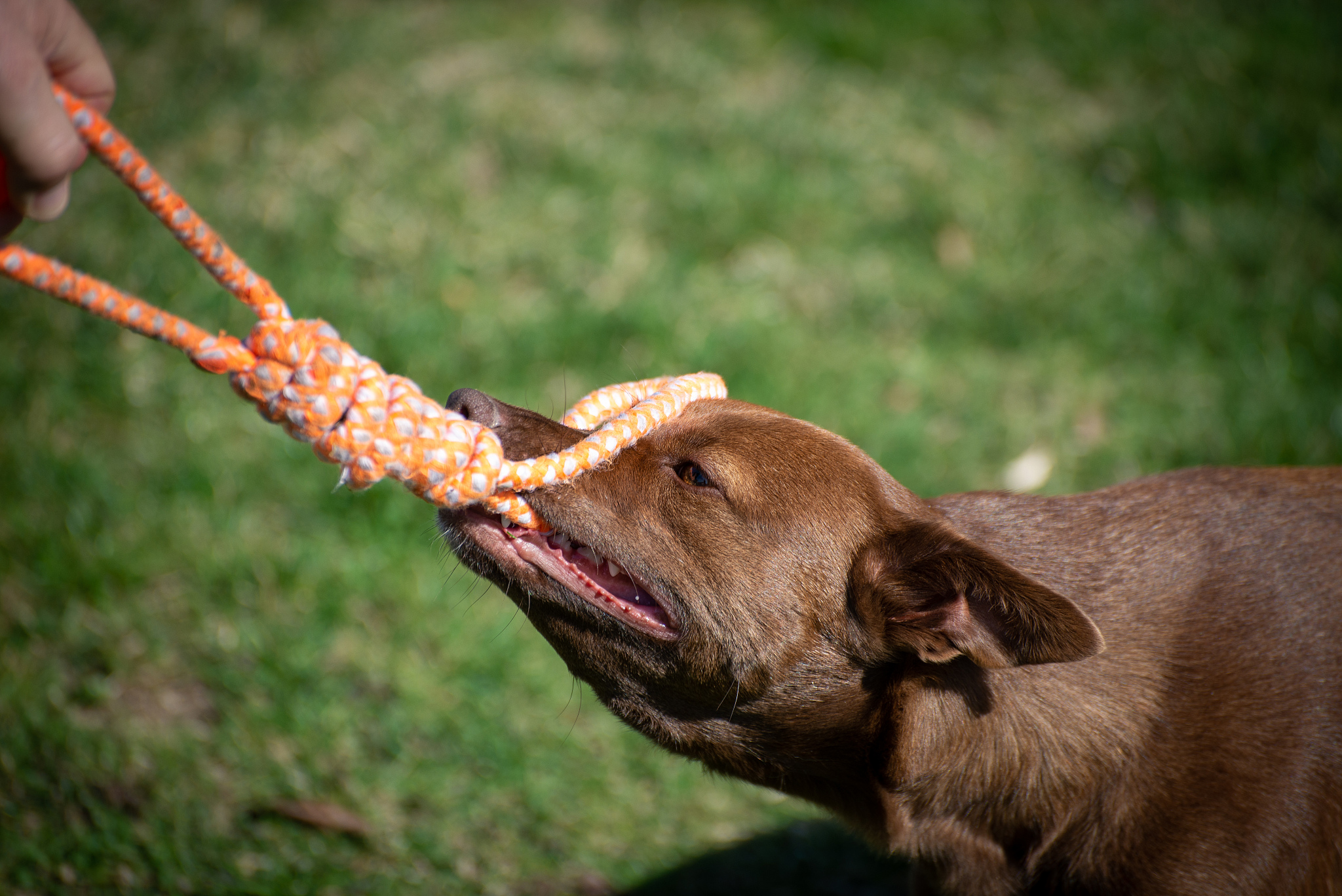 dog