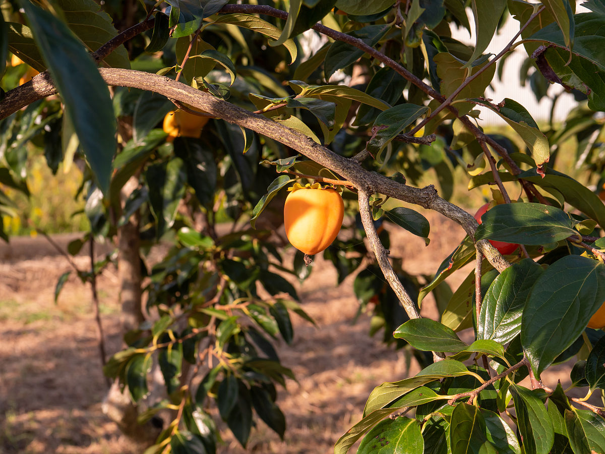 1柿子结果母枝和结果枝的生长特性？