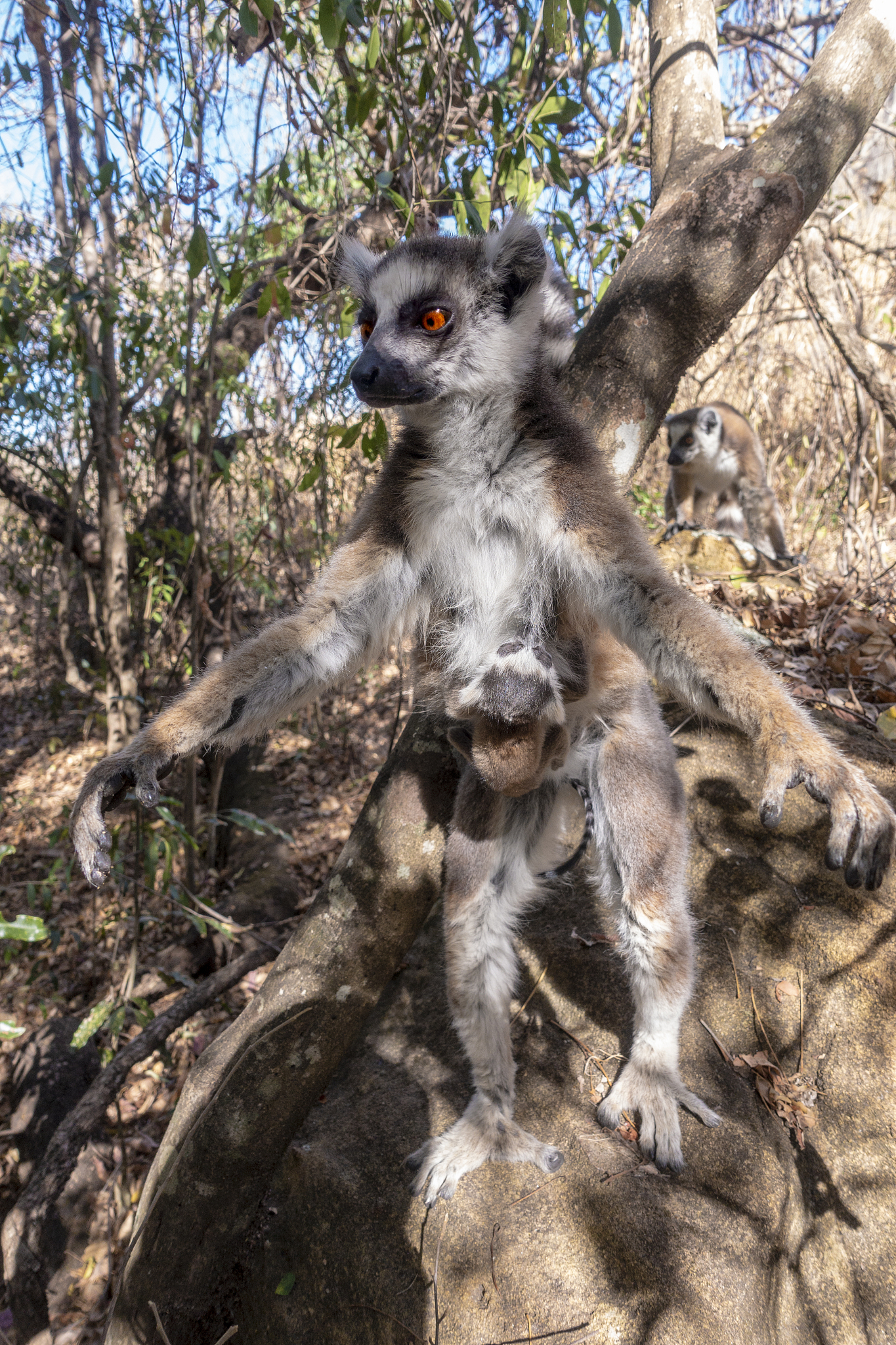 ring tailed lemur kata ,close up ring-tailed lemur baby and moth