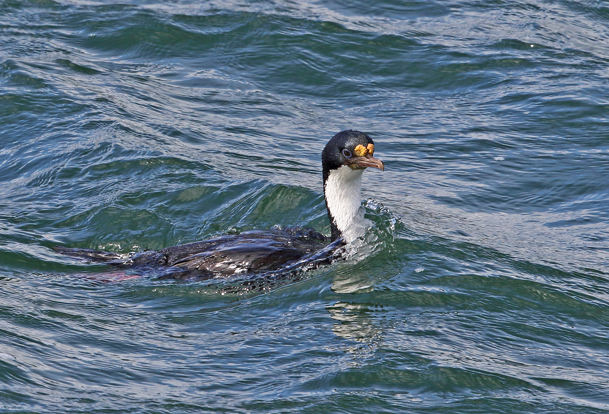 imperial shag (phalacrocorax atriceps)