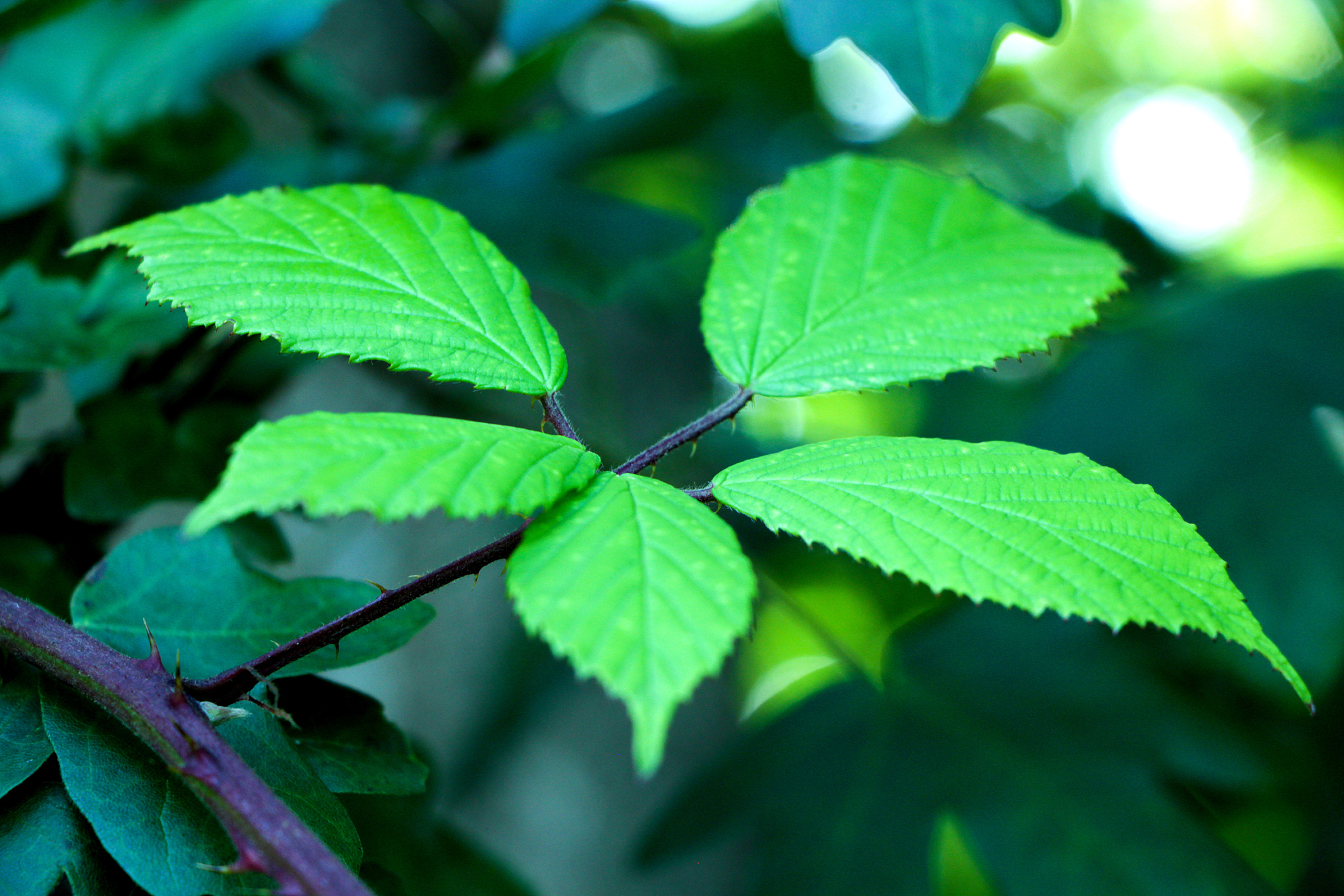 green leaves