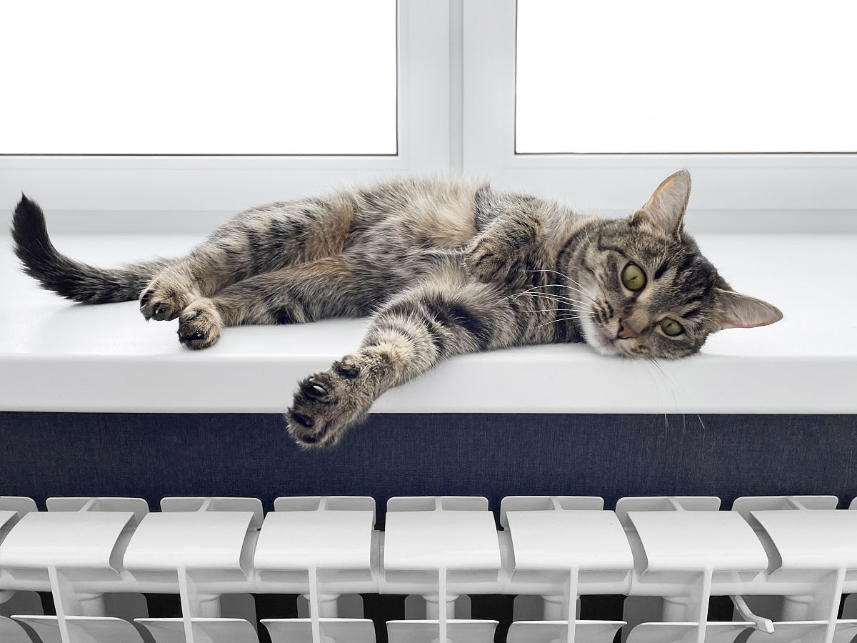 猫总评上了高级每天还累死累活
