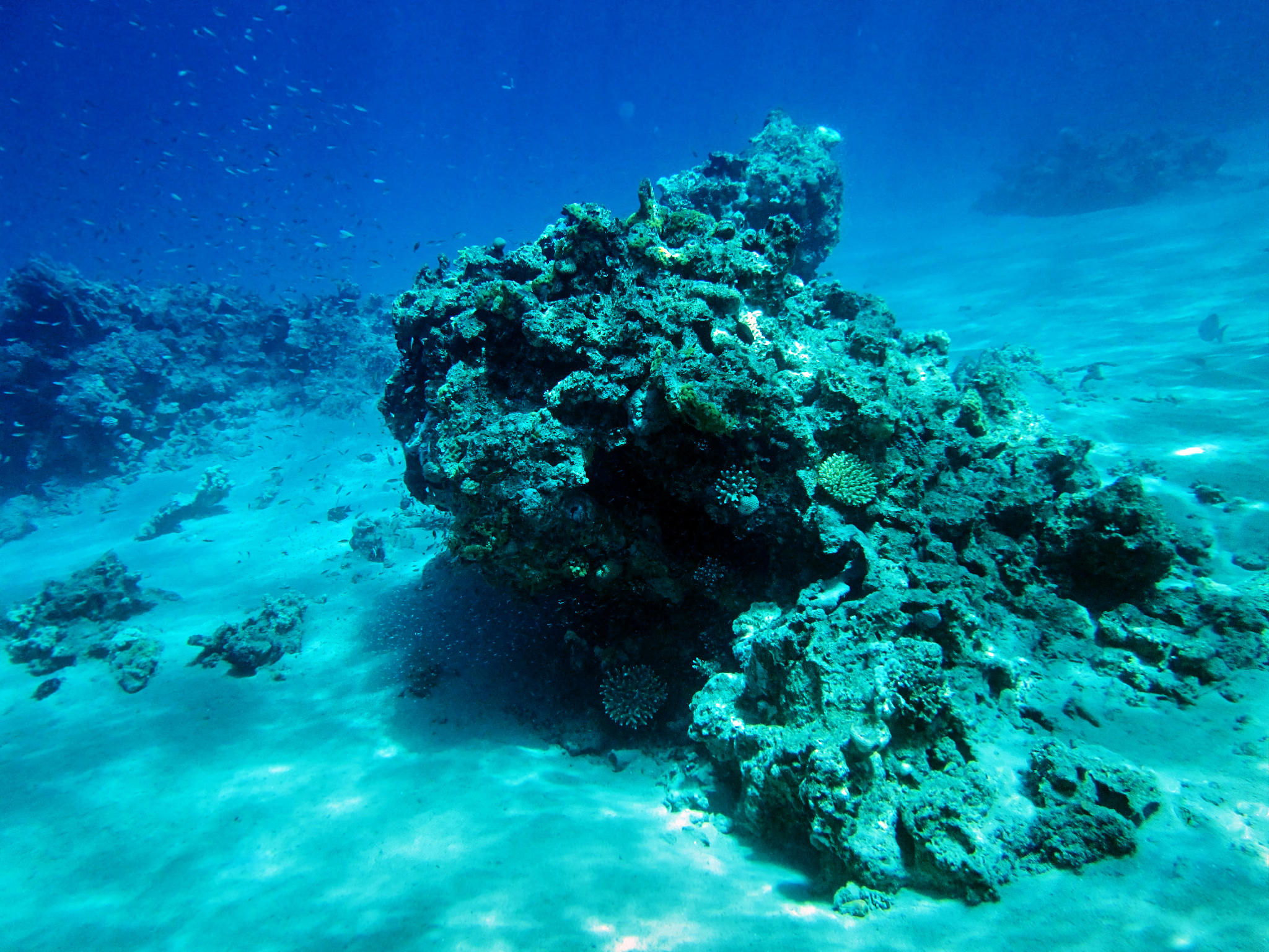 underwater landscape red sea, coral reef, blue water, natural li