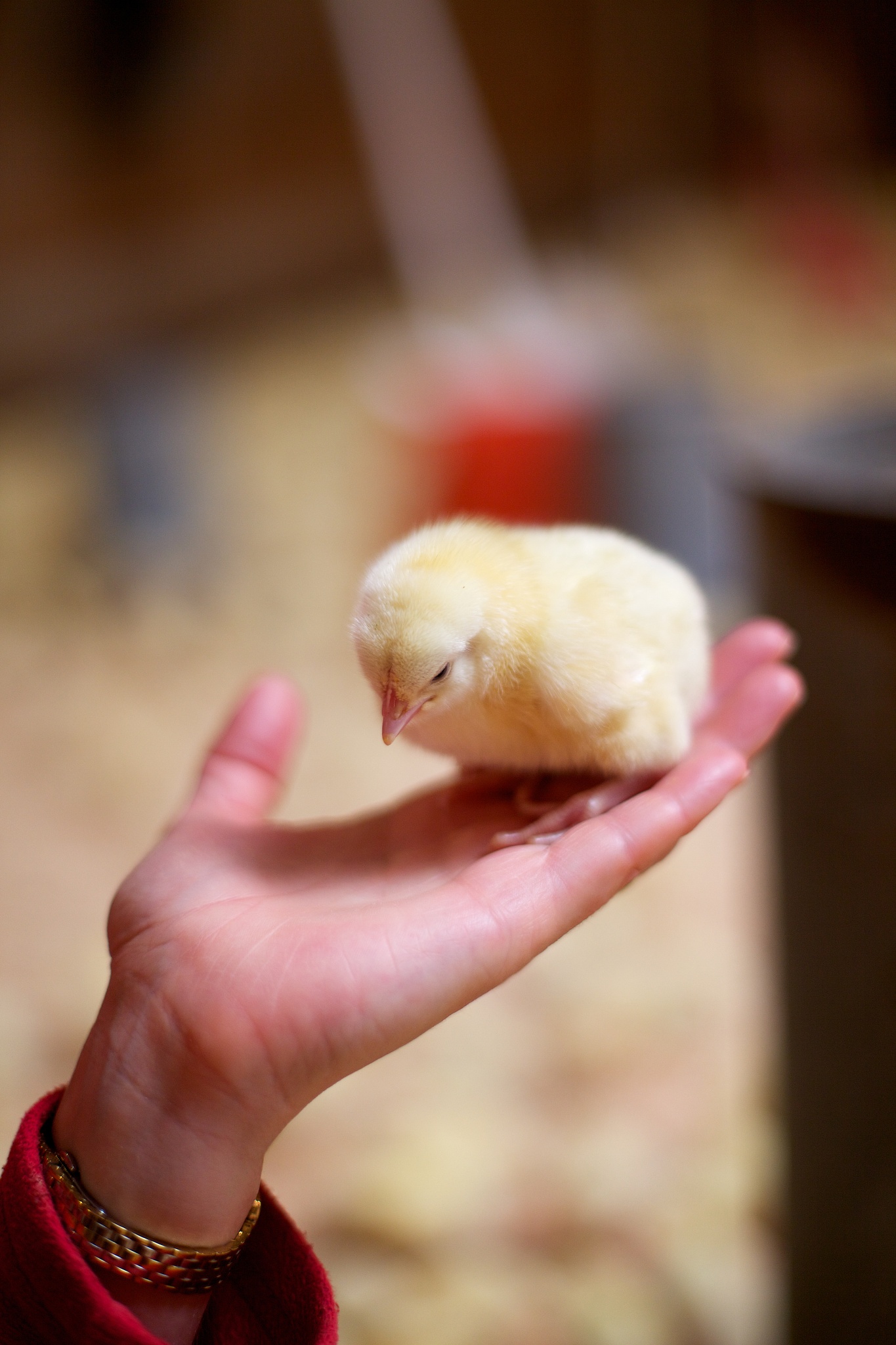 小鸡模拟器：模拟经营养鸡场，体验乐趣的同时关注动物福利