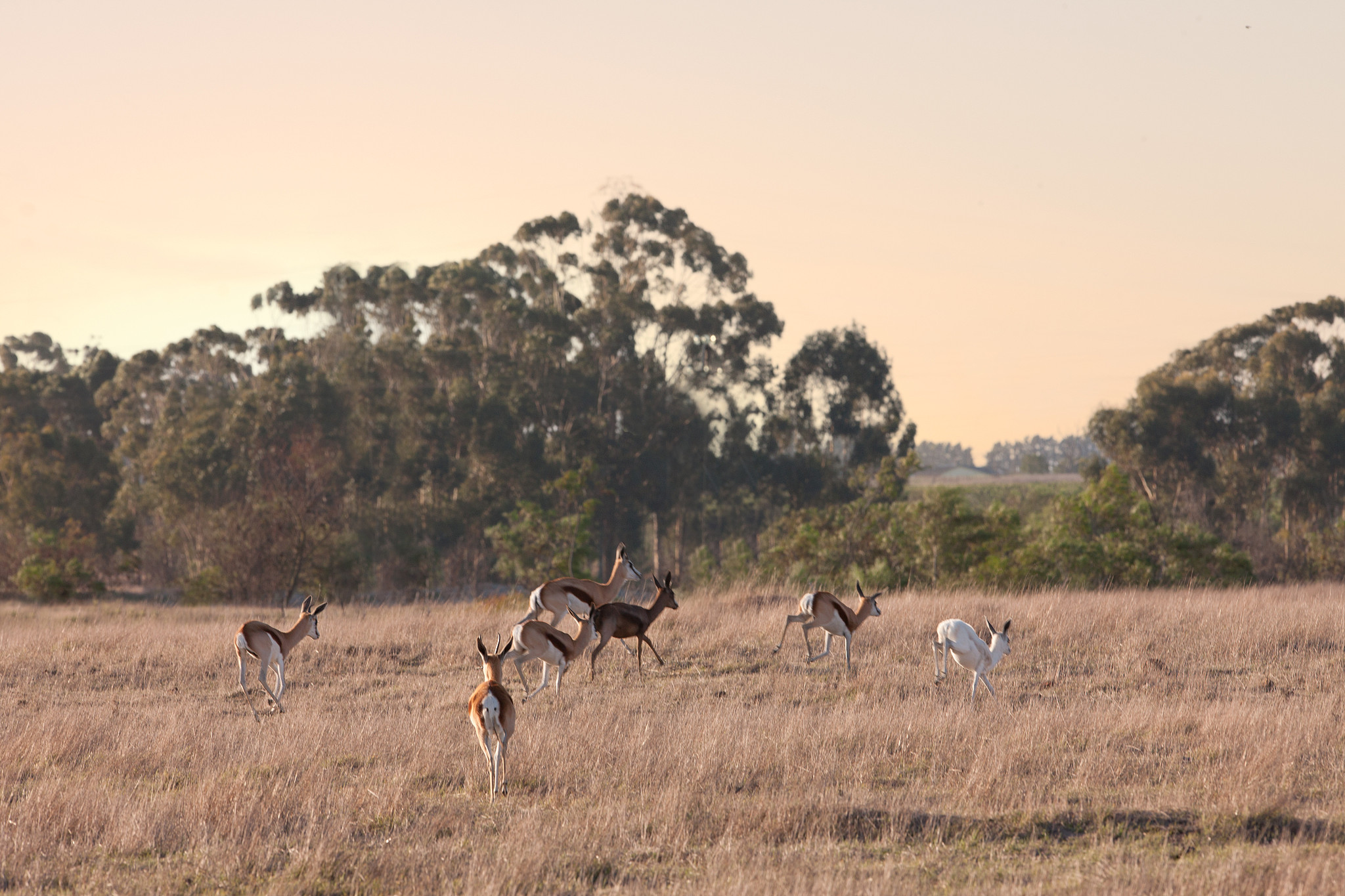 safari wildlife, stellenbosch, south africa