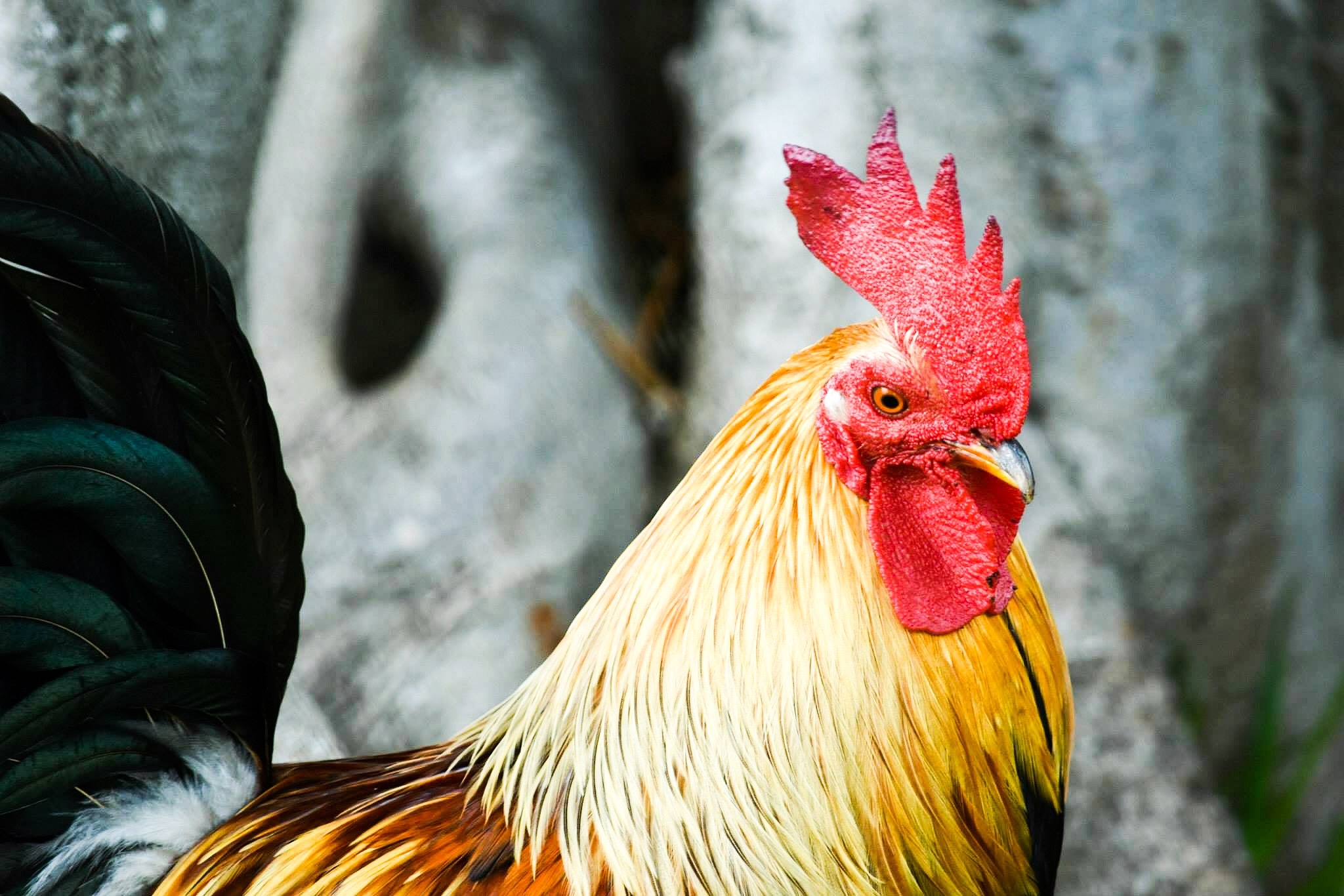 雄鸡的威风：拟人化描写一只自信霸气的公鸡