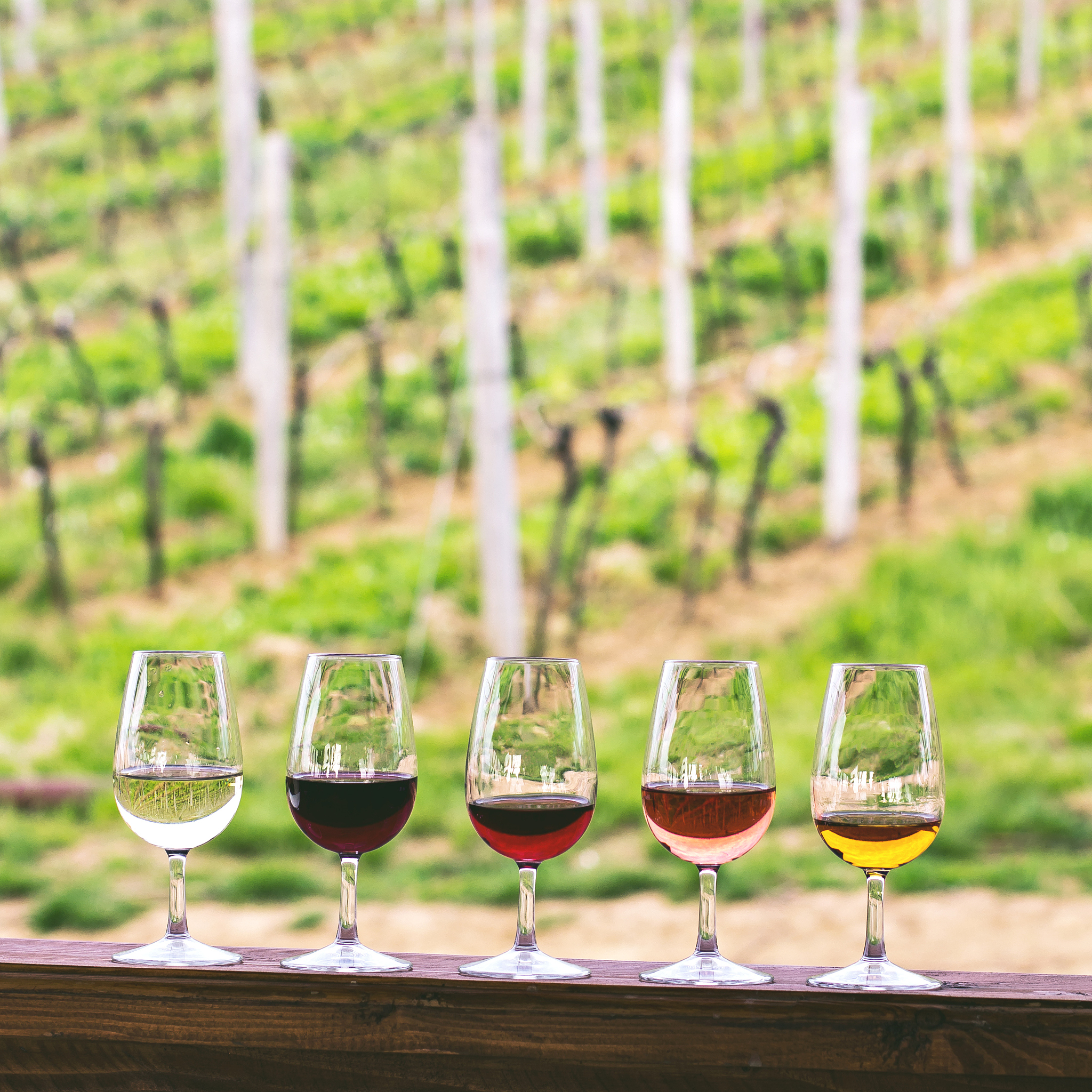 Relaxing Weekend Plans: Vineyard Decisions & New Plantings Relaxing Weekend Plans: Vineyard Decisions & New Plantings