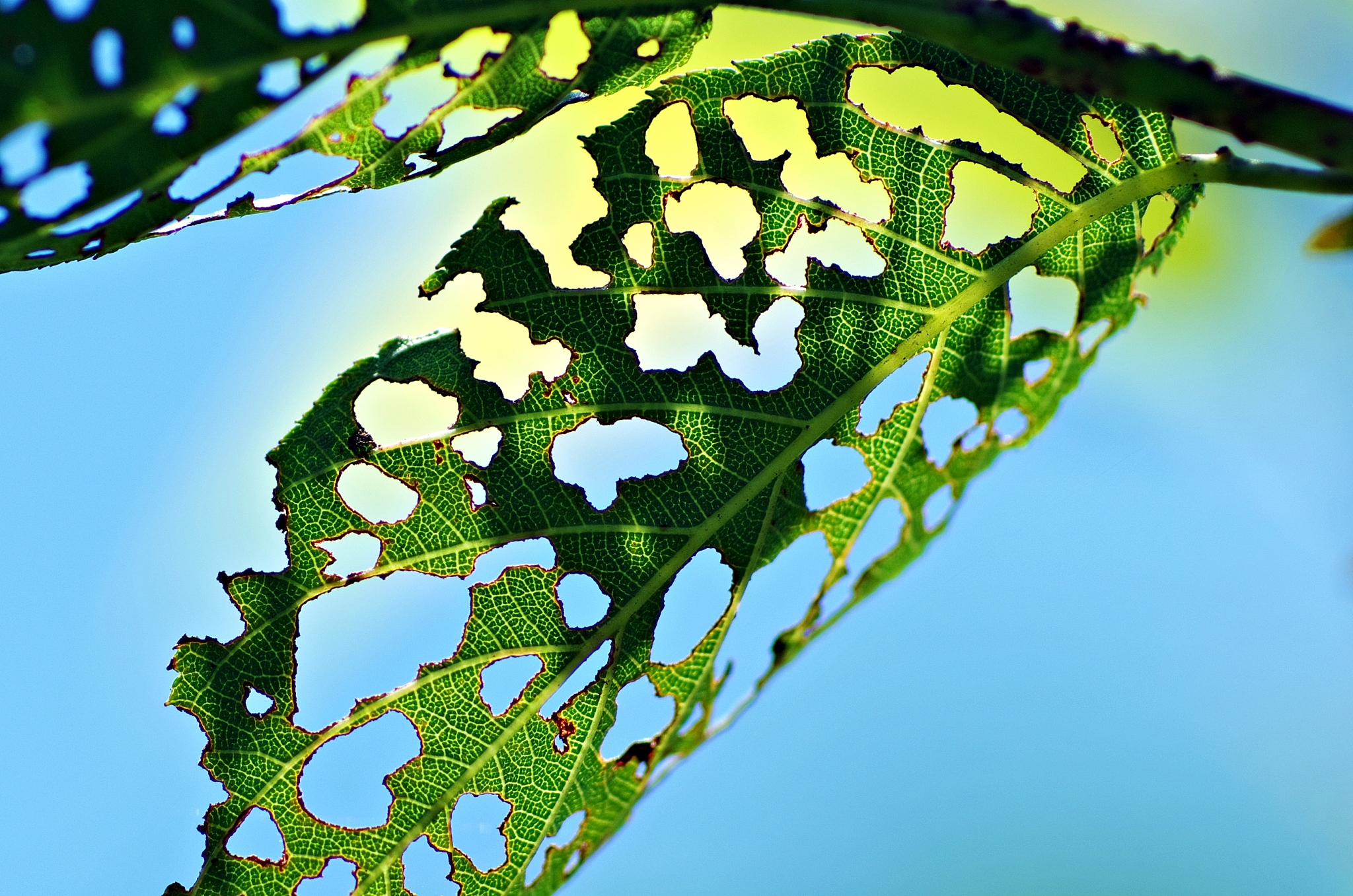 植物MDA过氧化氢氧自由基的意义