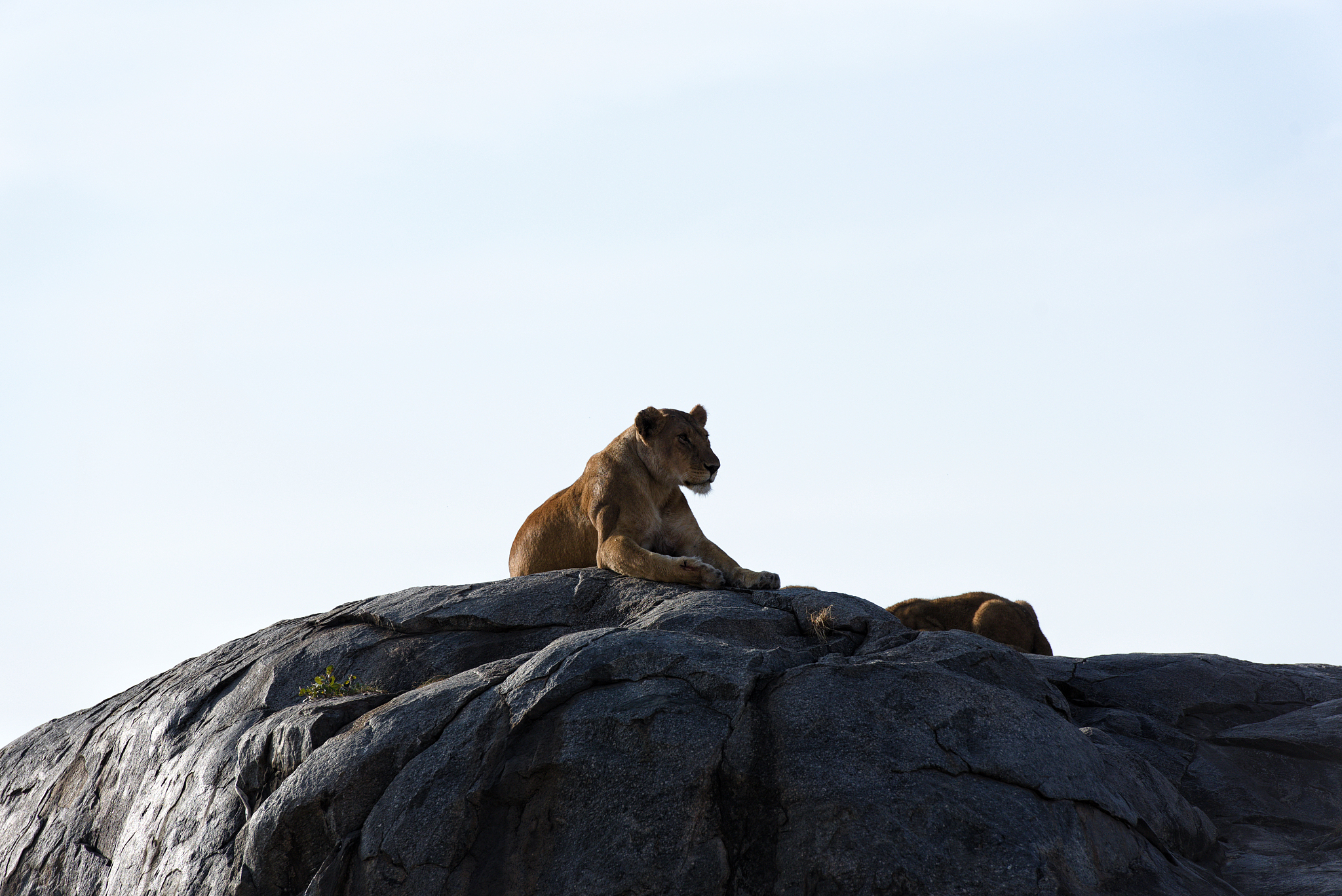 herd of lionesses with their cubs resting after a hard night of 