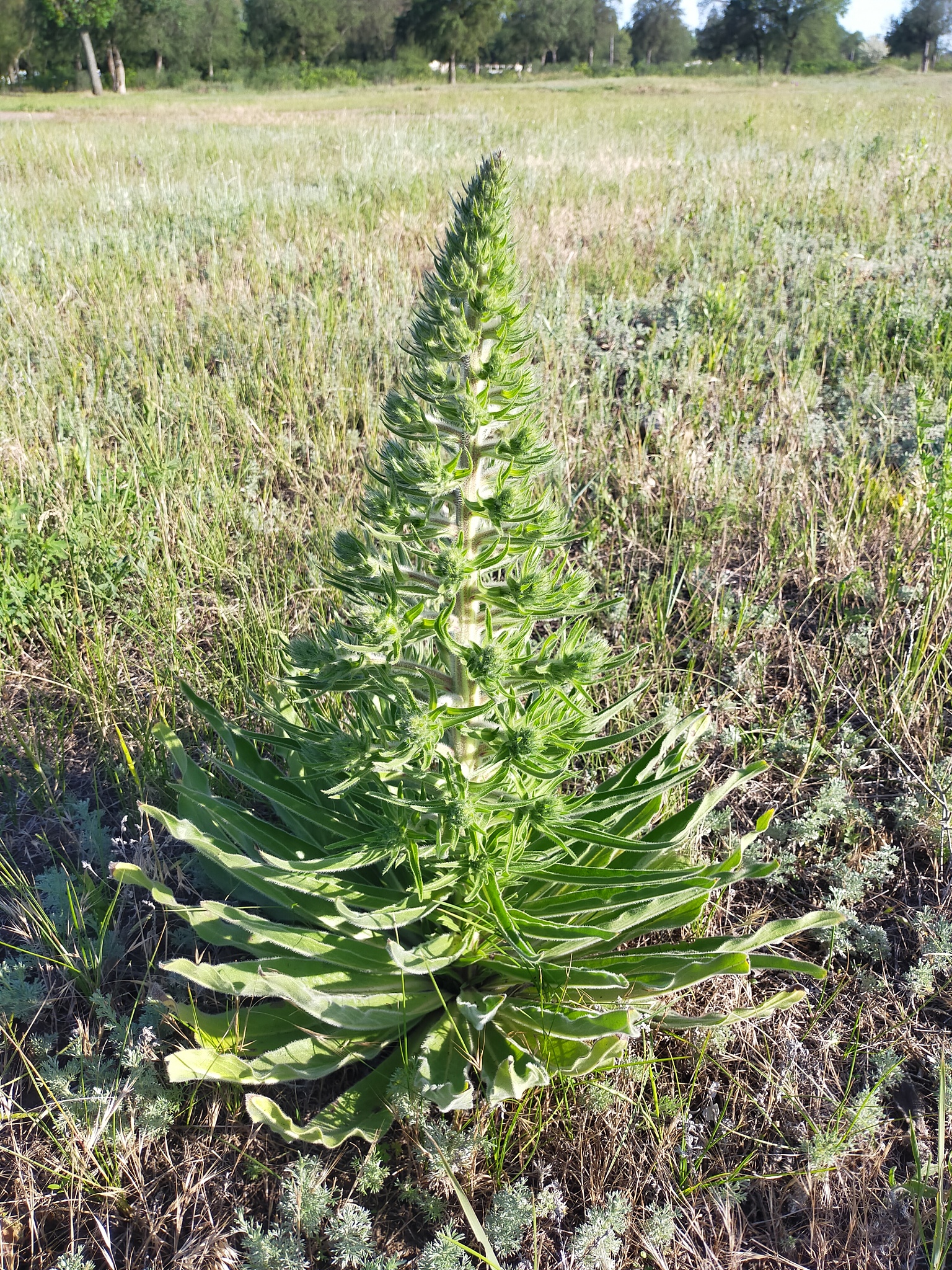 含单宁饲草的利用必要性：提升中国饲草资源利用效率