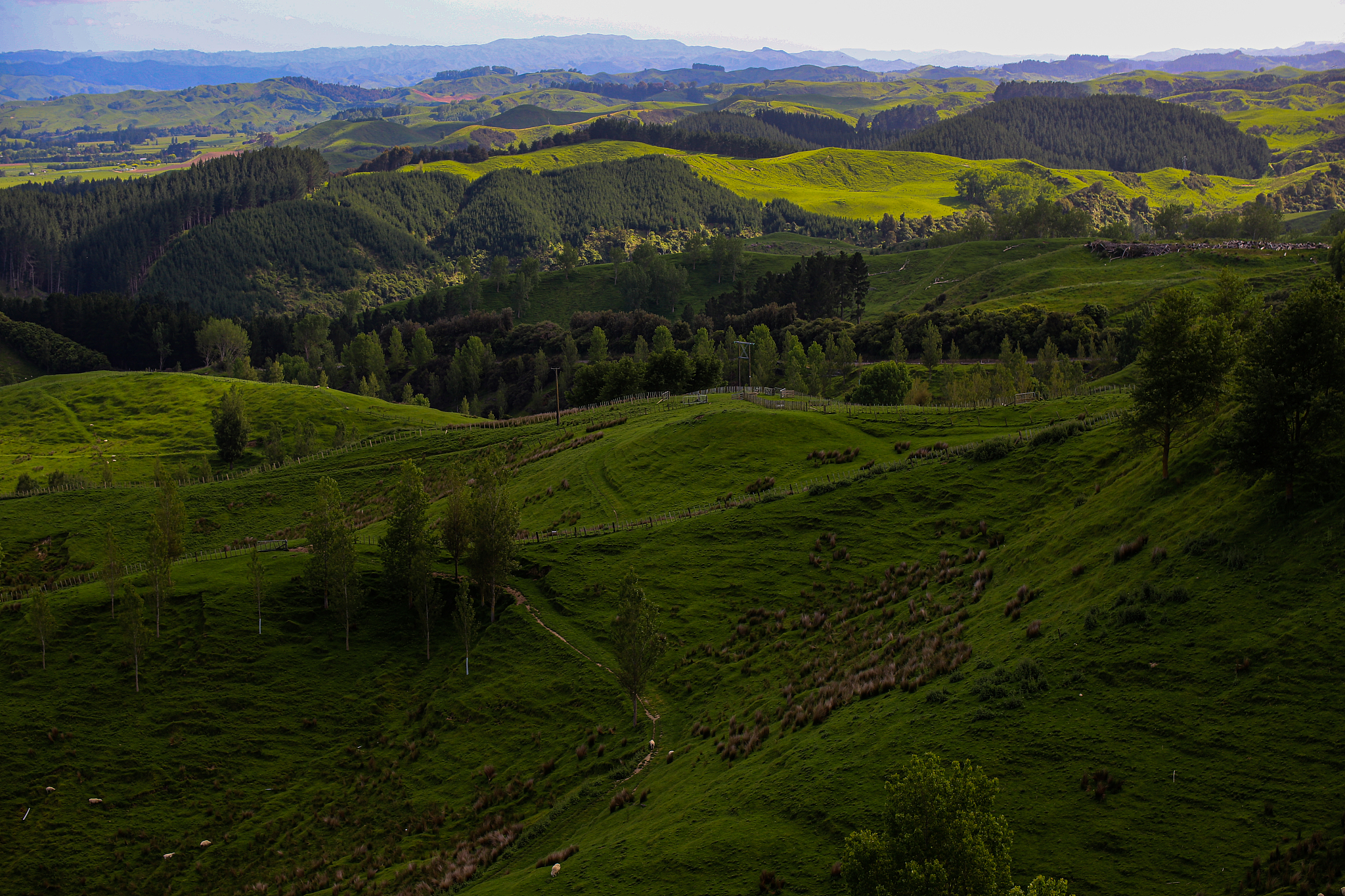 scenic view of landscape against sky, bulls, new zealand
