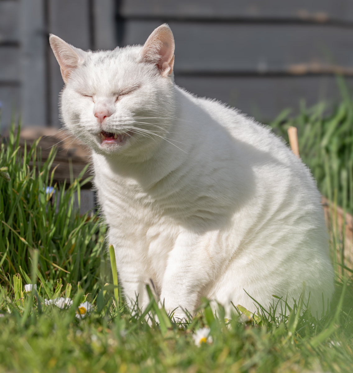 猫咪老是打喷嚏是什么原因?