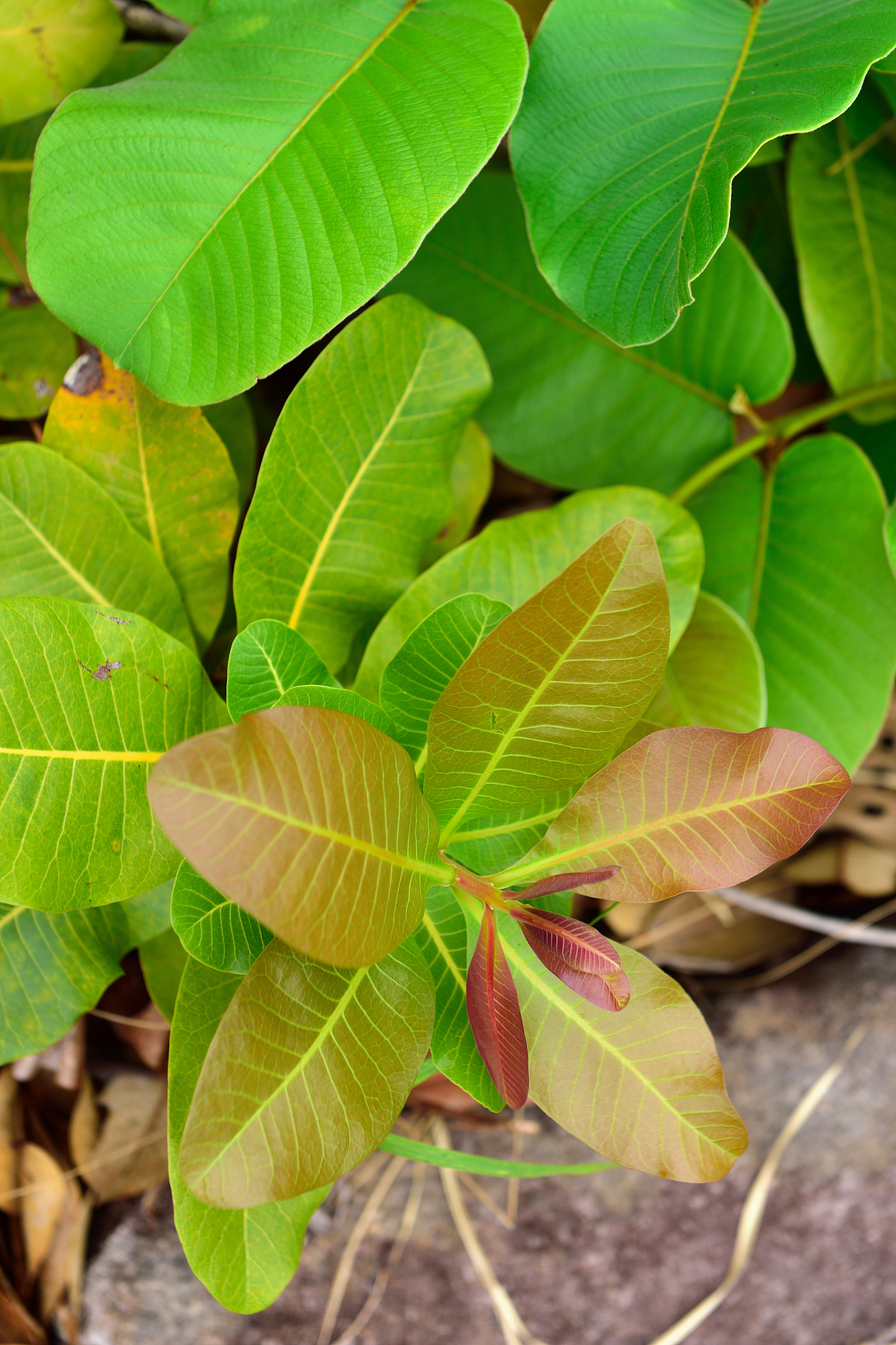 leaves