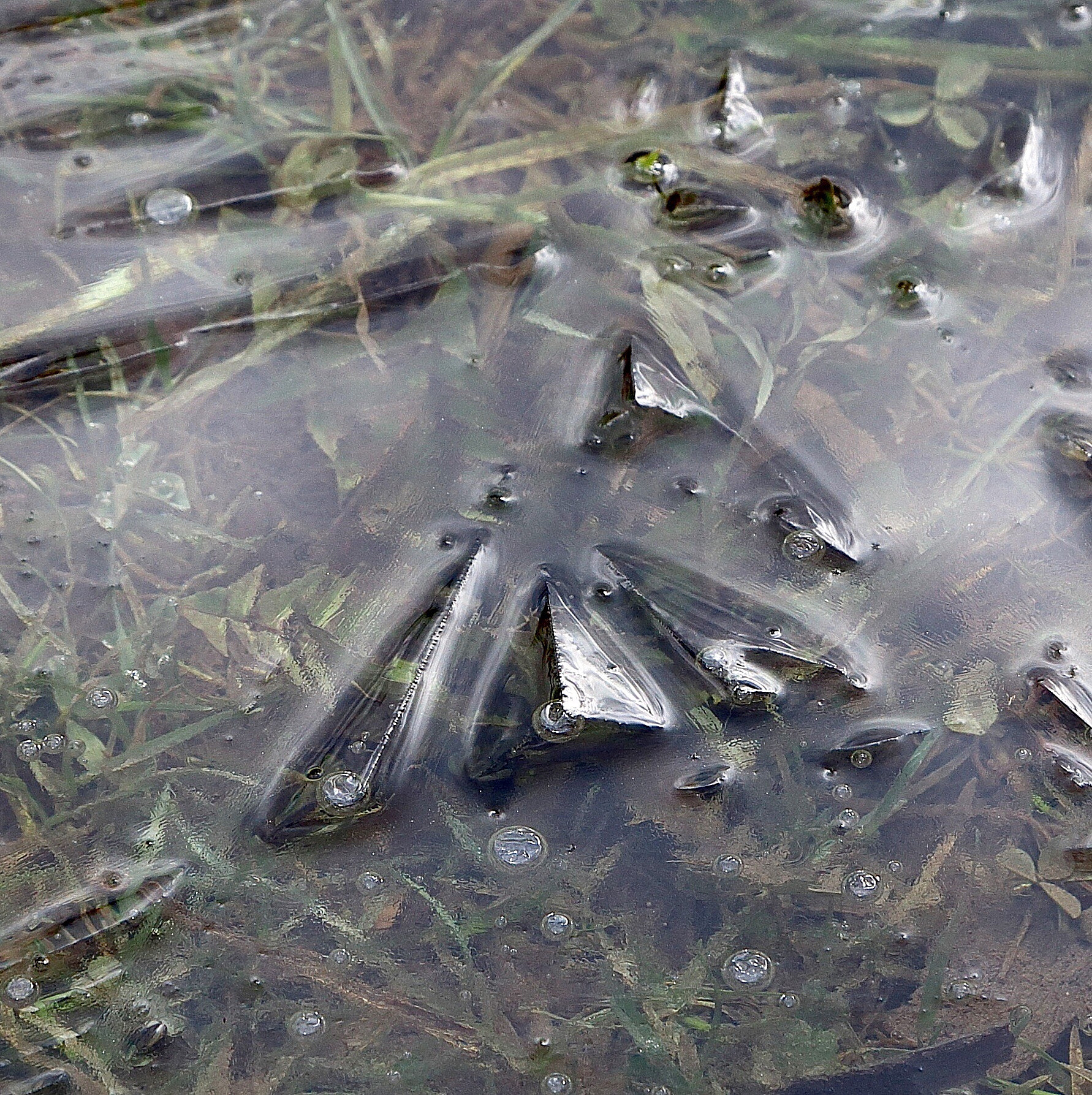 卢彤岩教授 - 鱼类病害防控技术专家