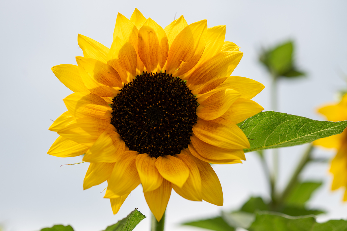 我最喜欢的植物 两分钟演讲