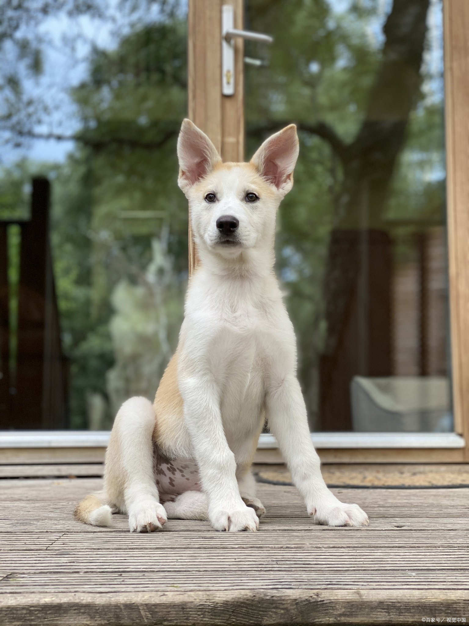 最便宜的狗是什么狗