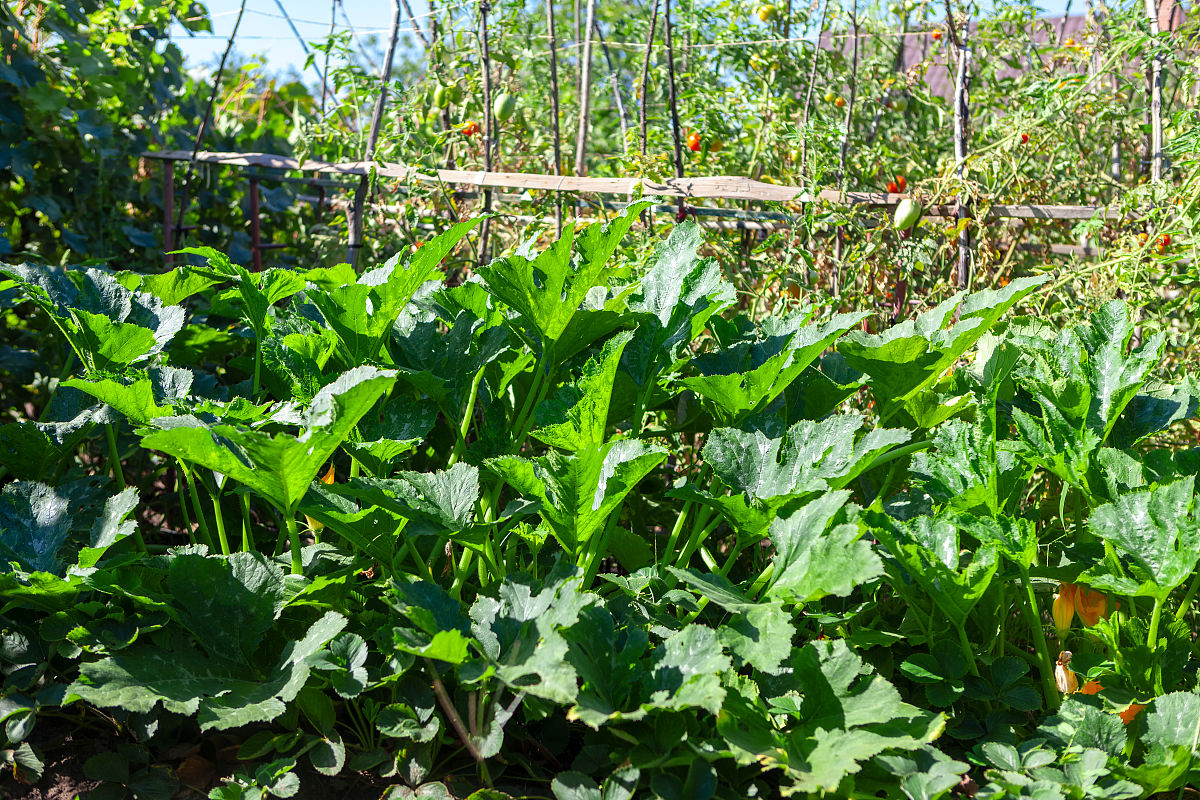 板栗南瓜种植指南：从选种到施肥浇水，轻松收获美味