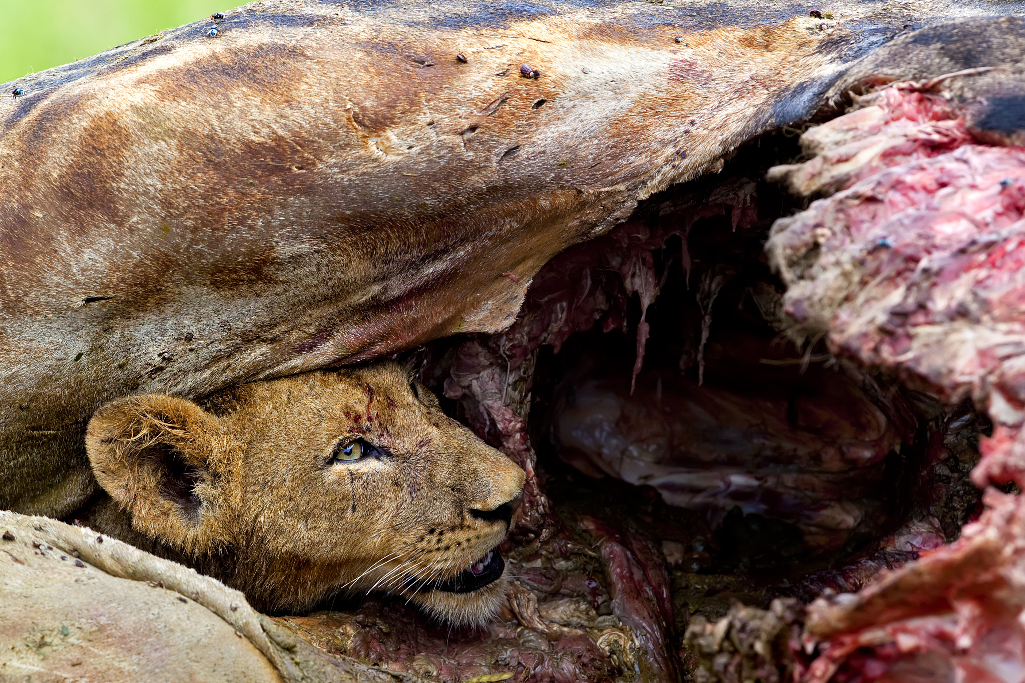 猫的消化系统特点：为什么猫咪是肉食动物？
