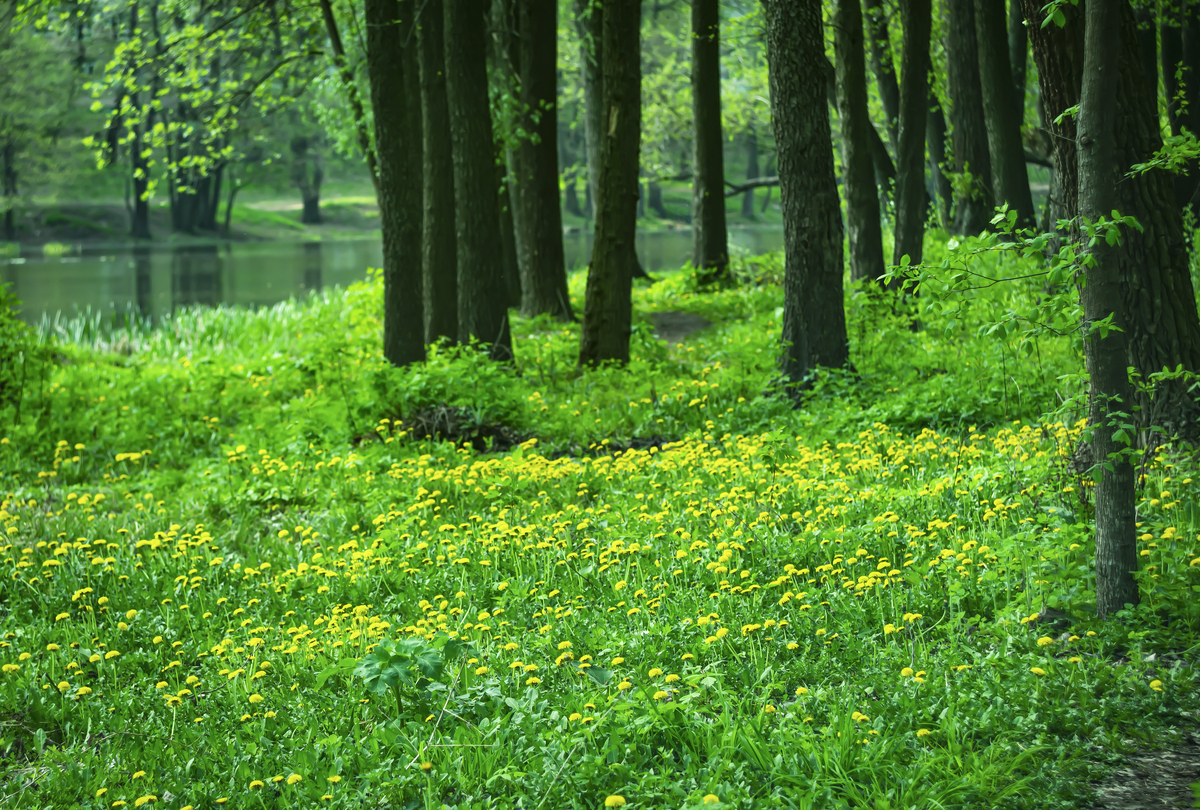 作文一百字关于春天