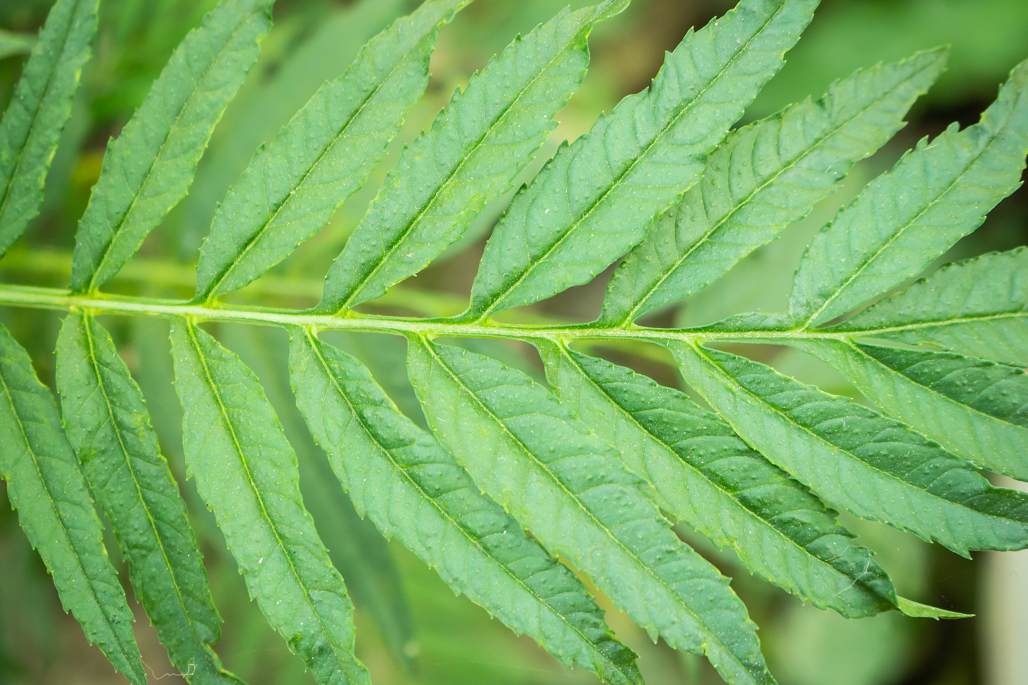 green leaf background