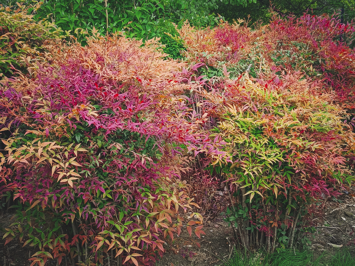 延安市彩叶树种园林绿化种植规划建议