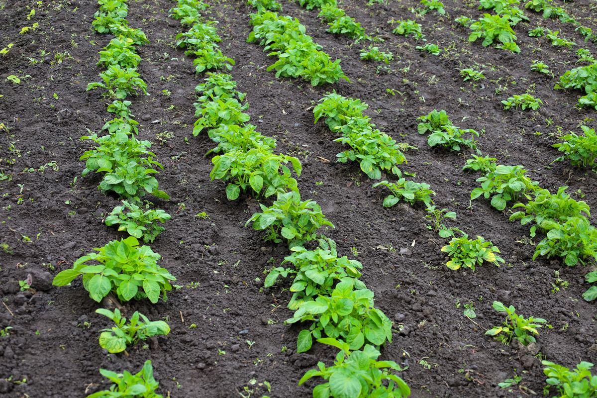 土豆耐寒种植技巧：如何让土豆抵御寒冷天气？