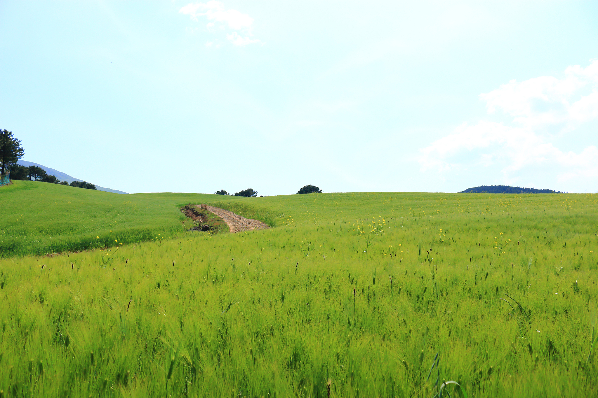 blue barley field, farming, field, field, middle mountain, rape 