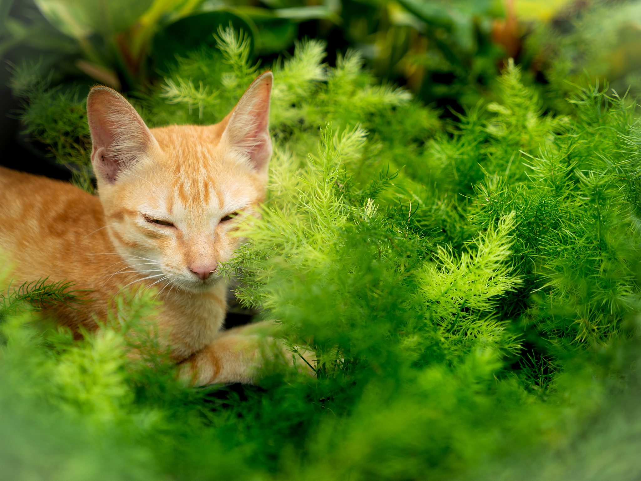 扩写并润色：另一只小精灵的身体呈浅褐色仿佛一只可爱的小猫。它的爪子是深褐色的身上还长着几片嫩绿的叶子而额头中央的叶子更加宽大、修长。甚至连耳朵和尾巴的颜色和形状都像是叶子一般。