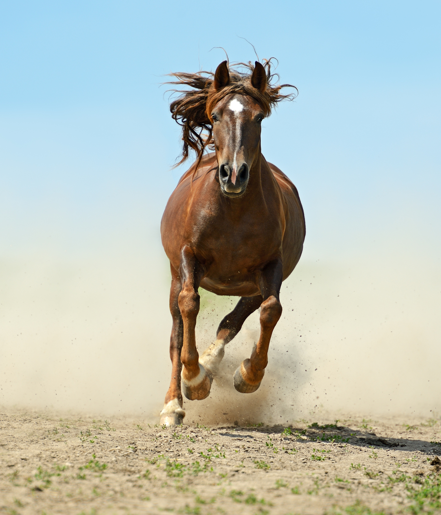 horse