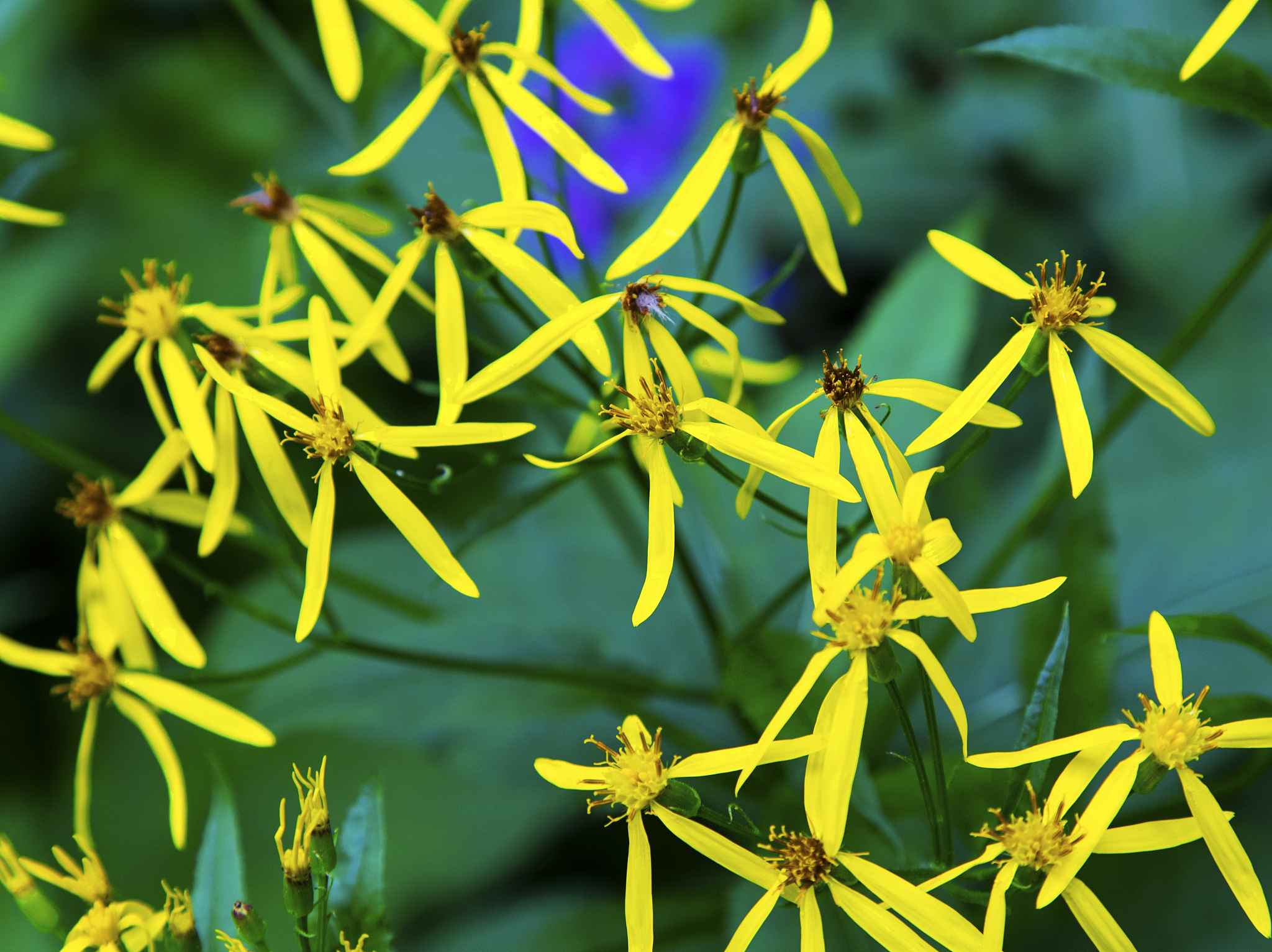 fresh spring flowers