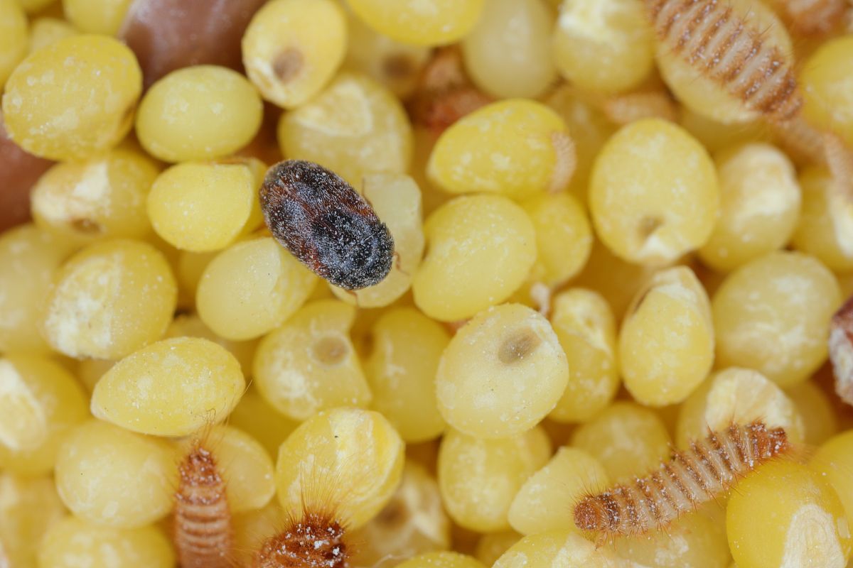 米虫就是形容只会吃饭的废物