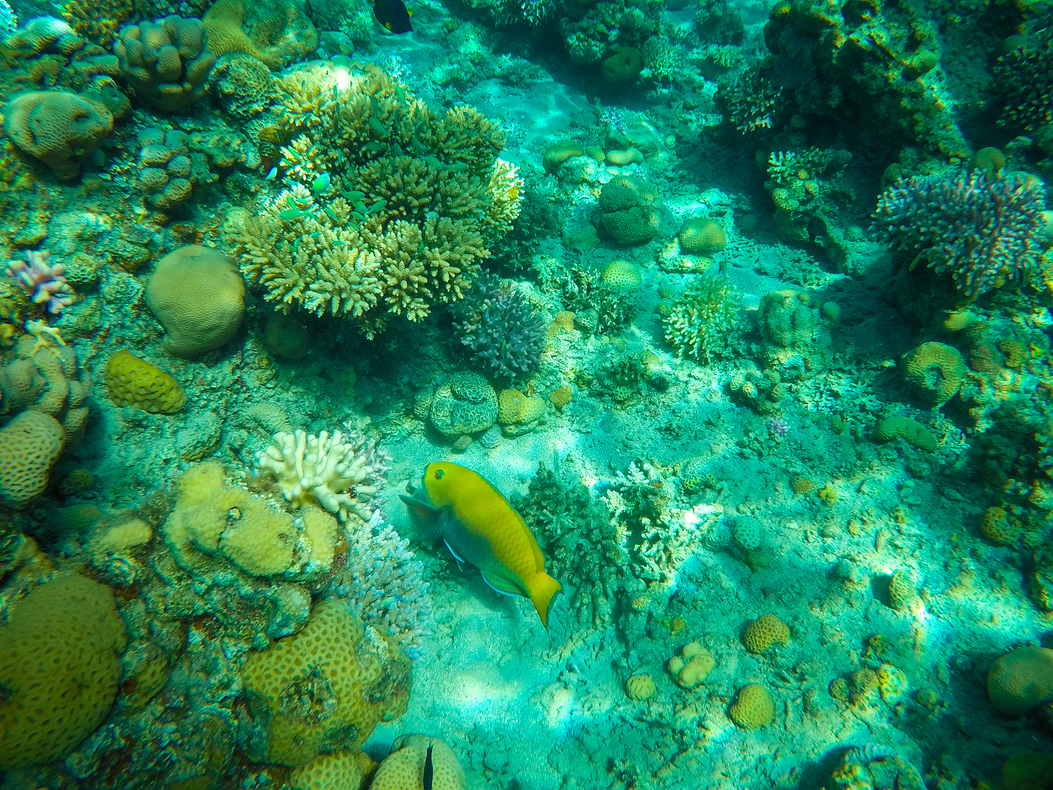 underwater coral reef in red sea