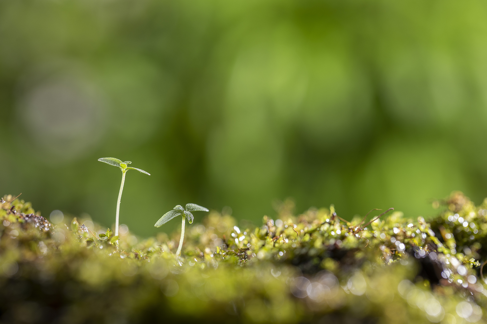你可以5000字的抒情散文吗