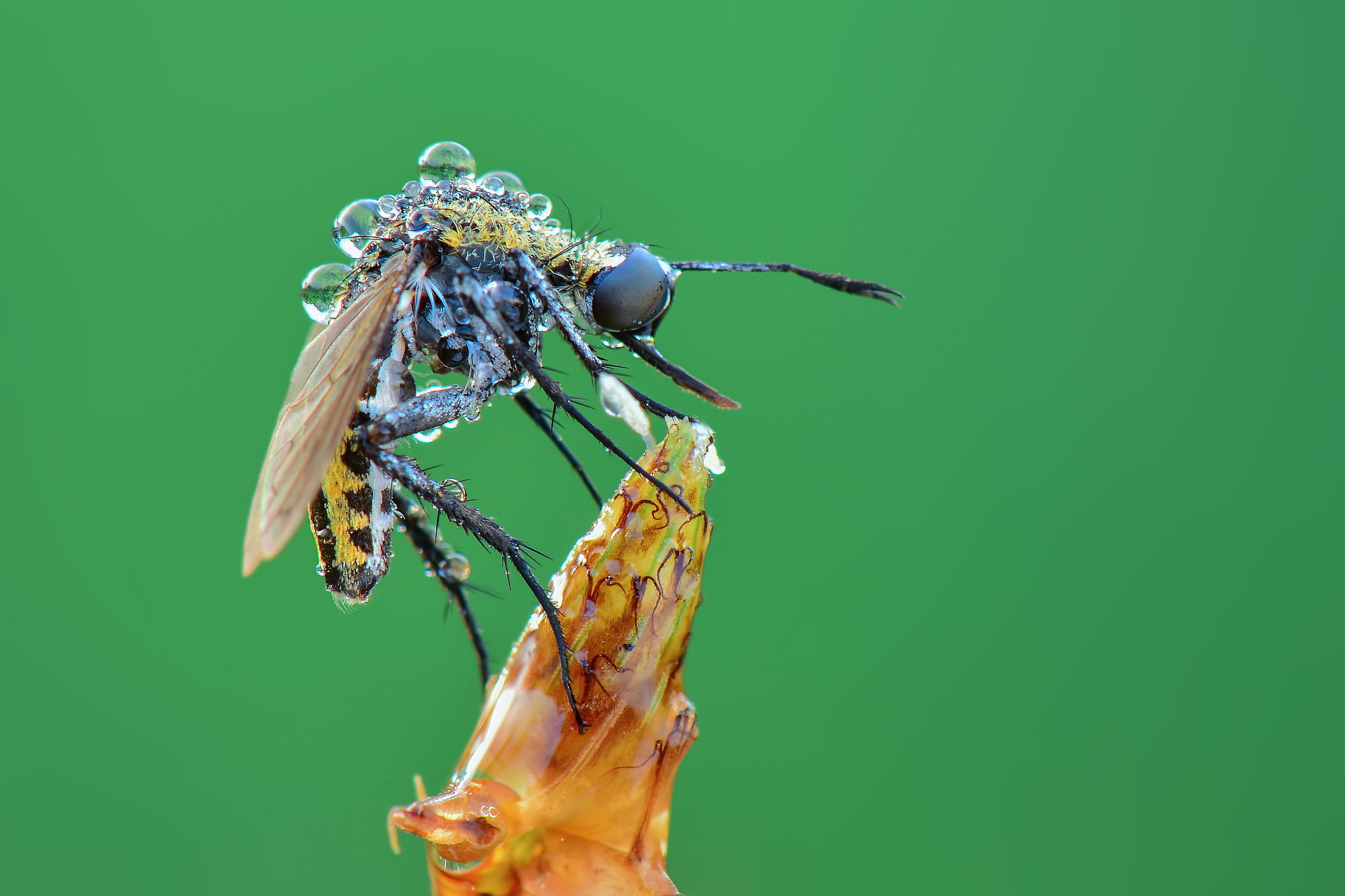 close-up of wet fly perching on plant