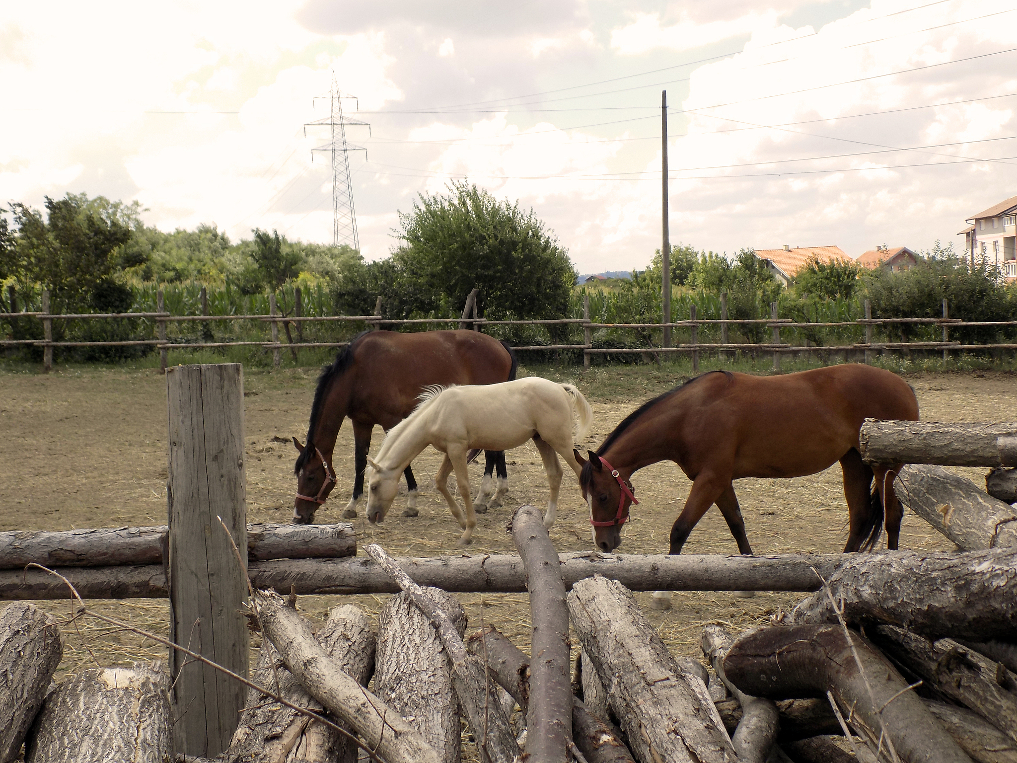 一头牛有多重？1头牛等于多少公斤？