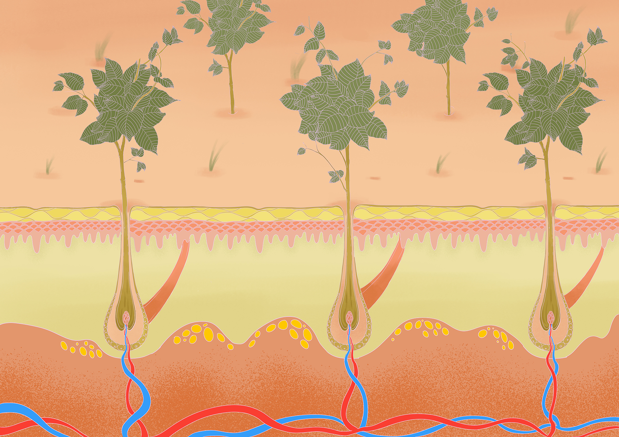 根吸收水和无机盐的主要部位是