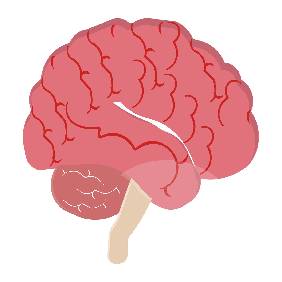 老年认知障碍的原因：大脑结构、神经递质、血脑屏障和疾病的影响