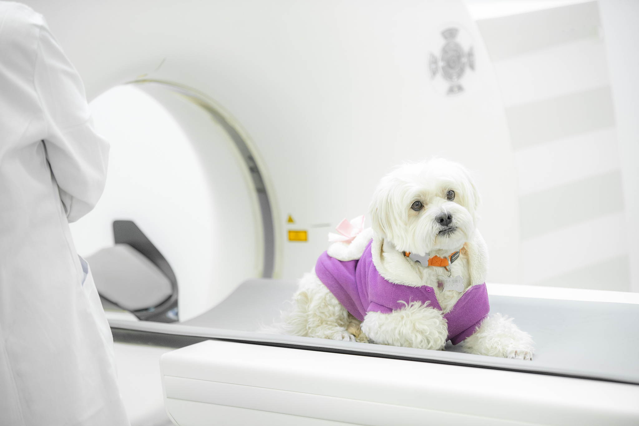 宠物生病 用230字帮我描述